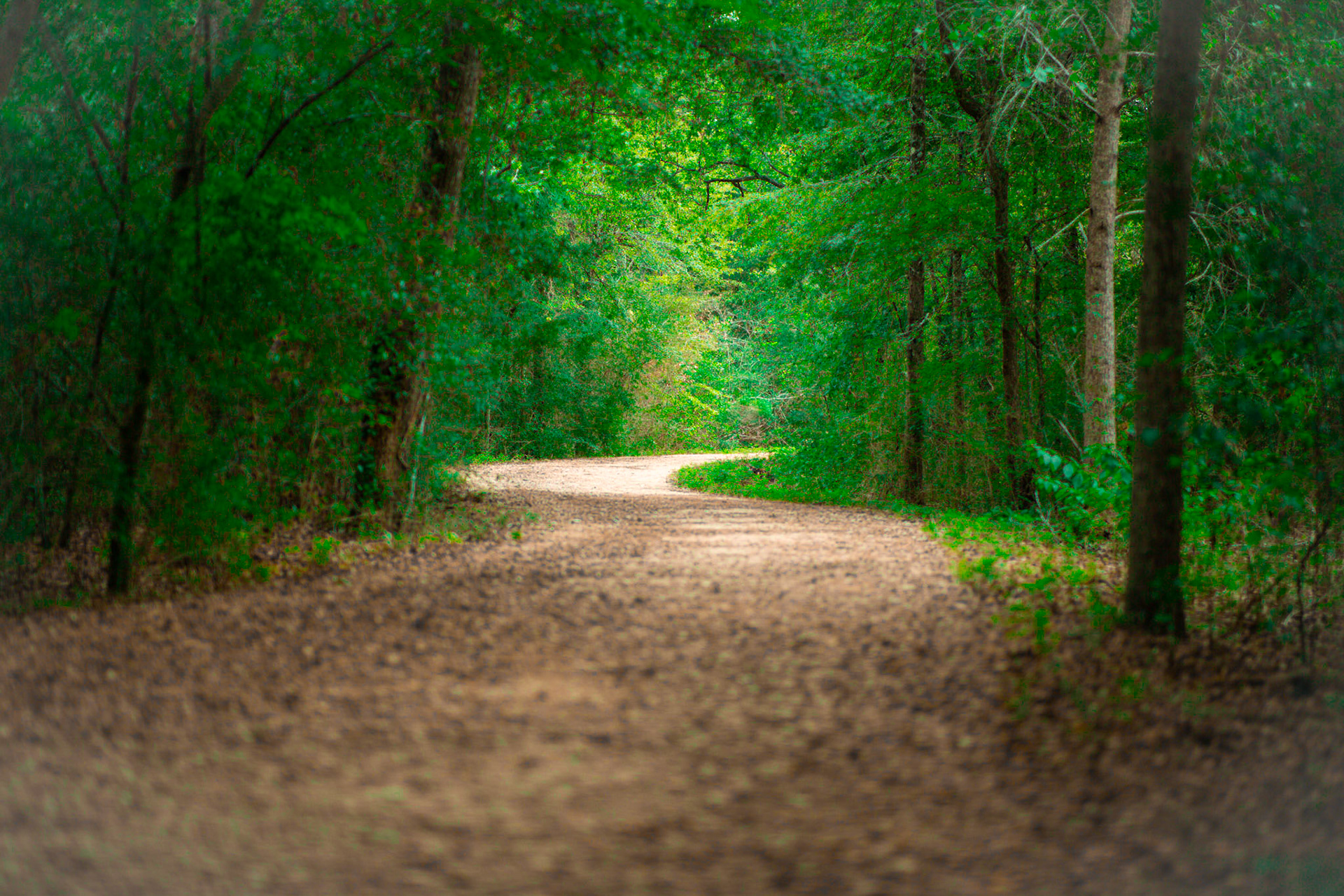 85mm Arboretum
