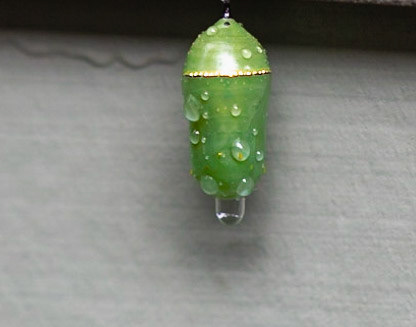 Pupa
