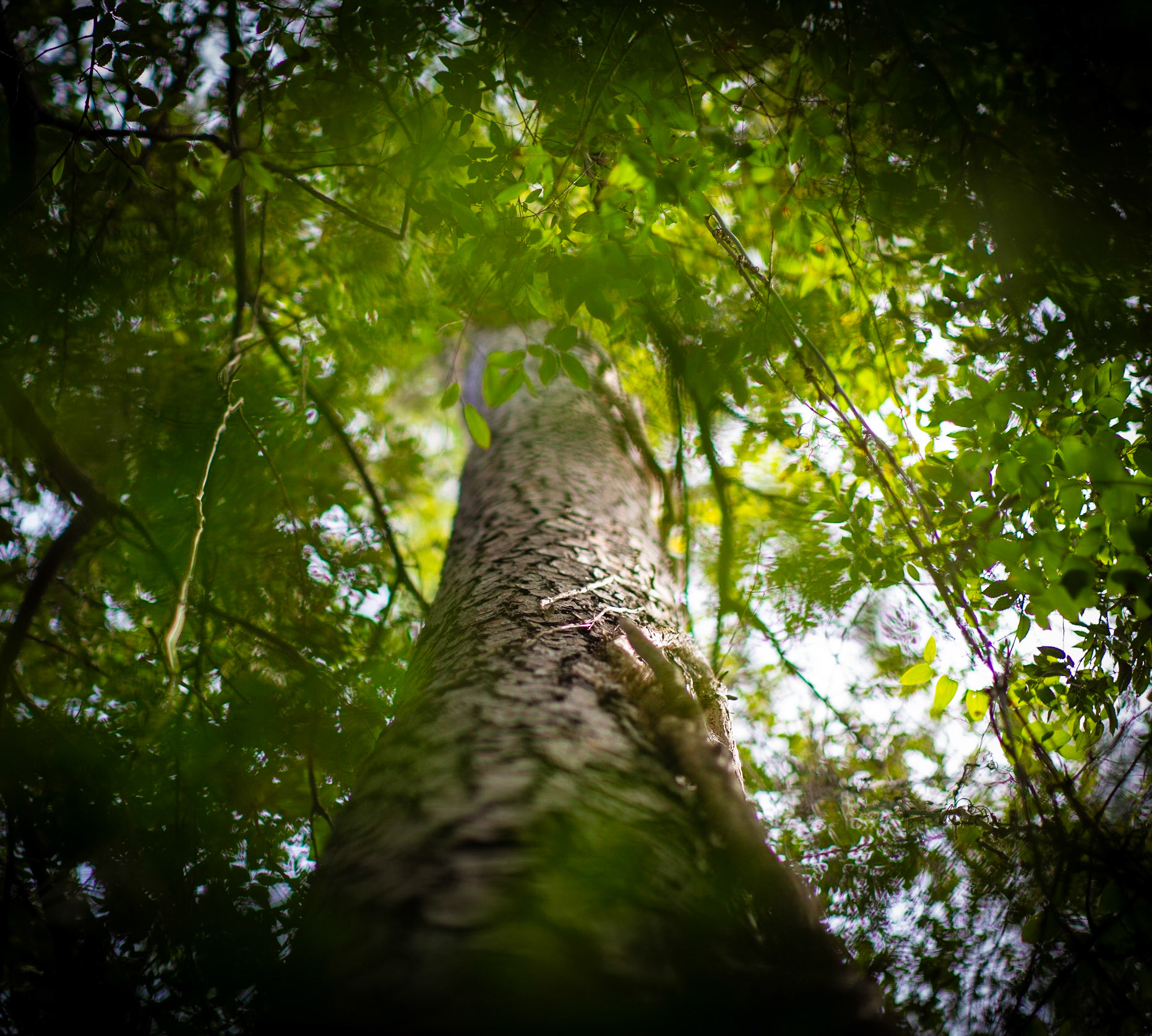 85mm Arboretum
