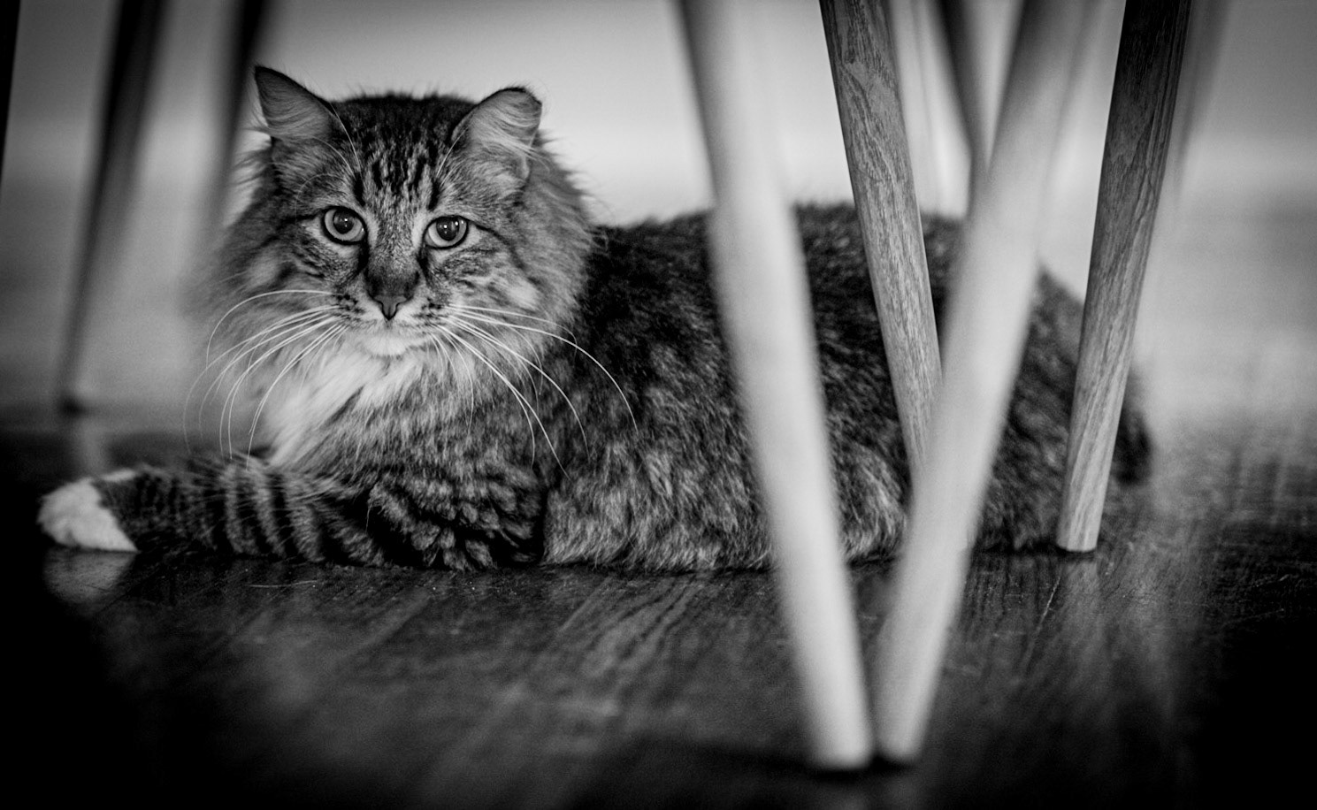 Scrumpy