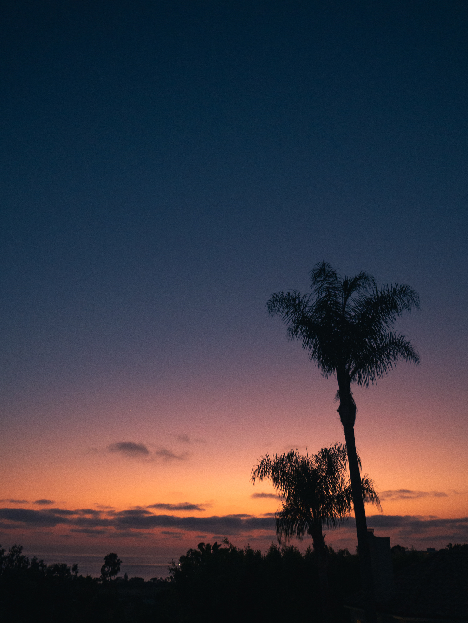 Palm Tree Sunset