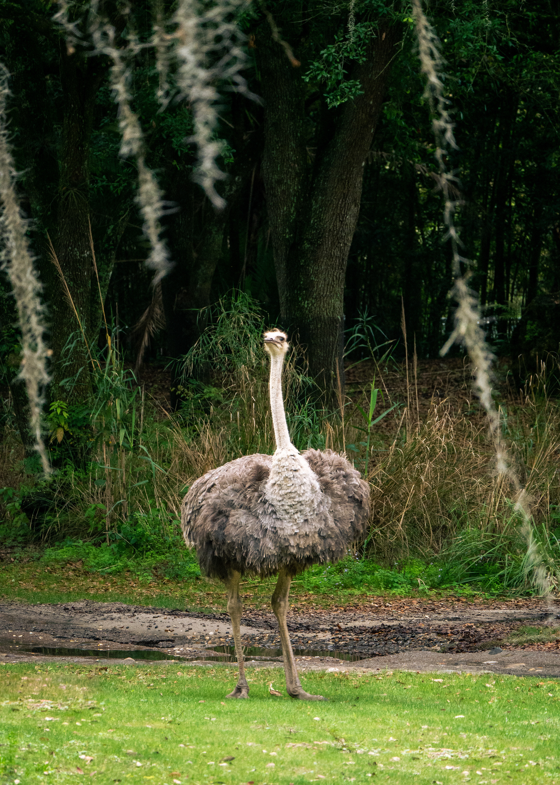 Ostrich