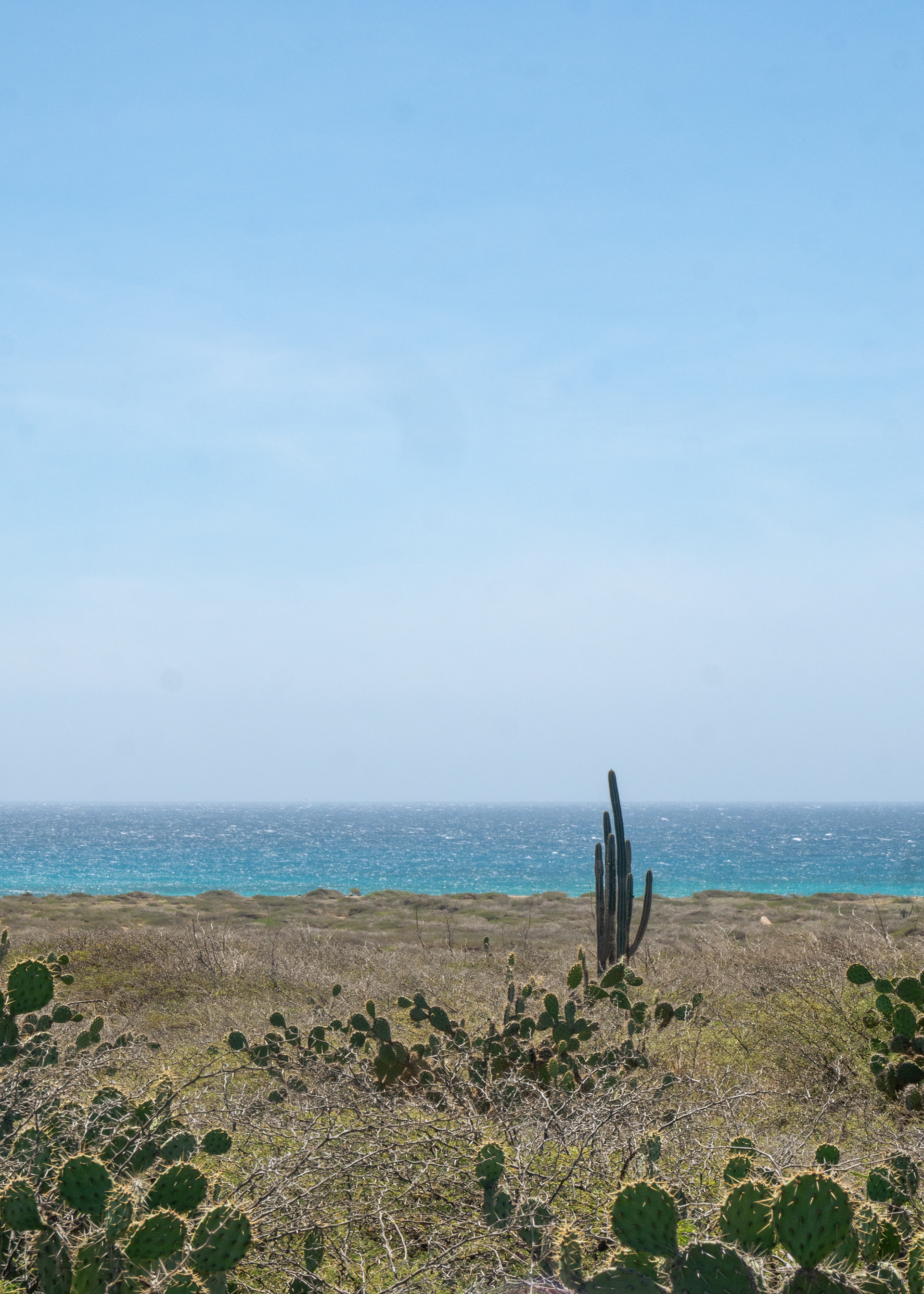 Northern Cacti
