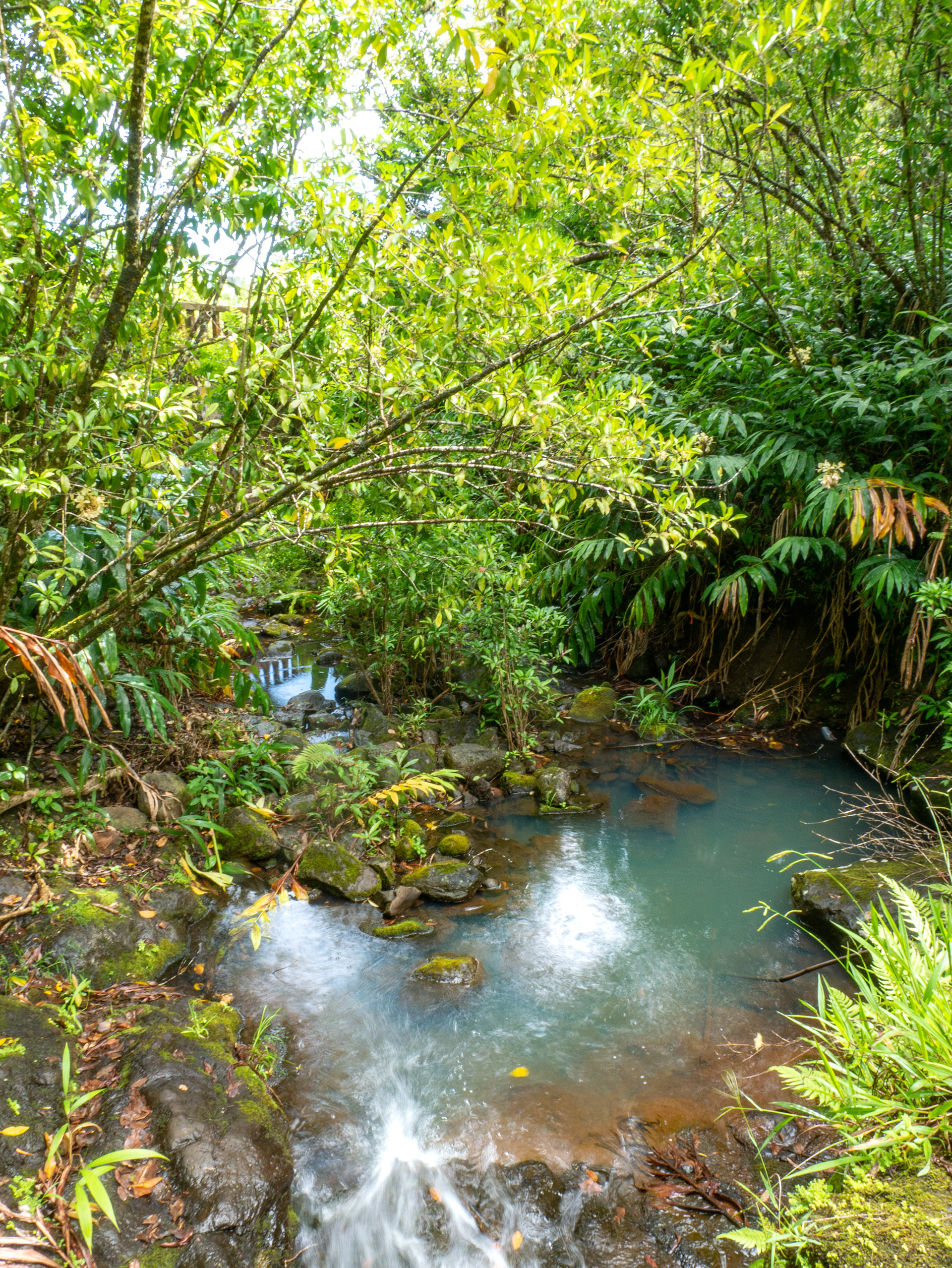 Jungle Oasis