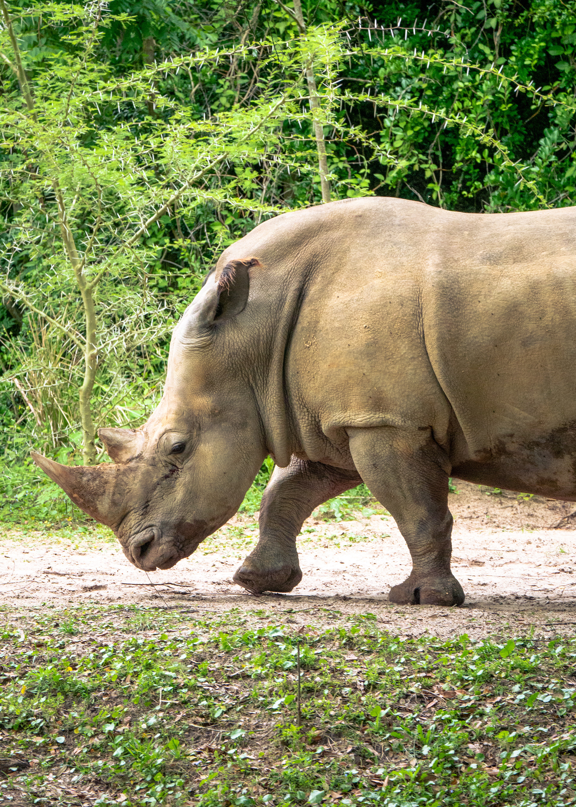 White Rhino