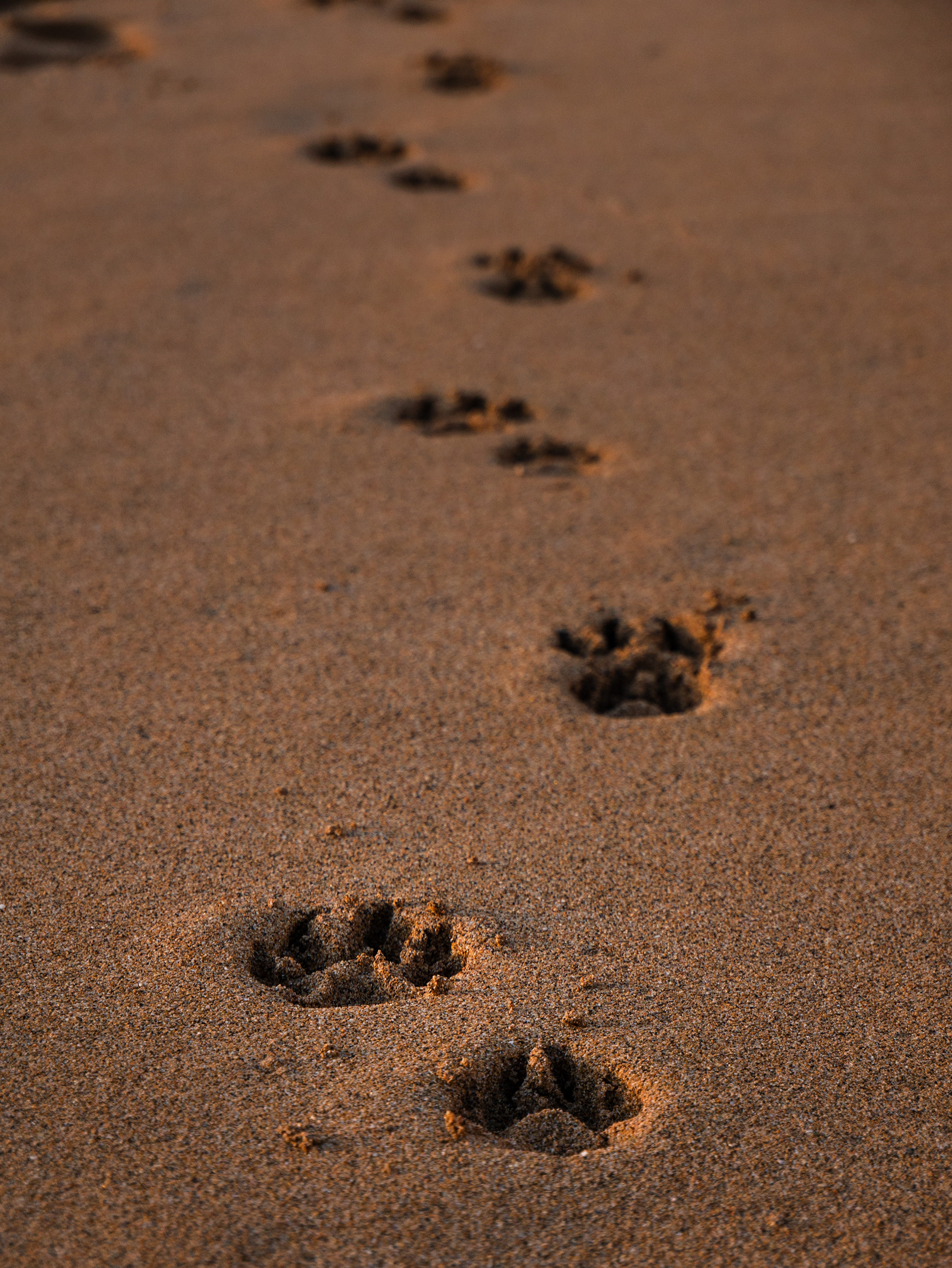Paw-prints