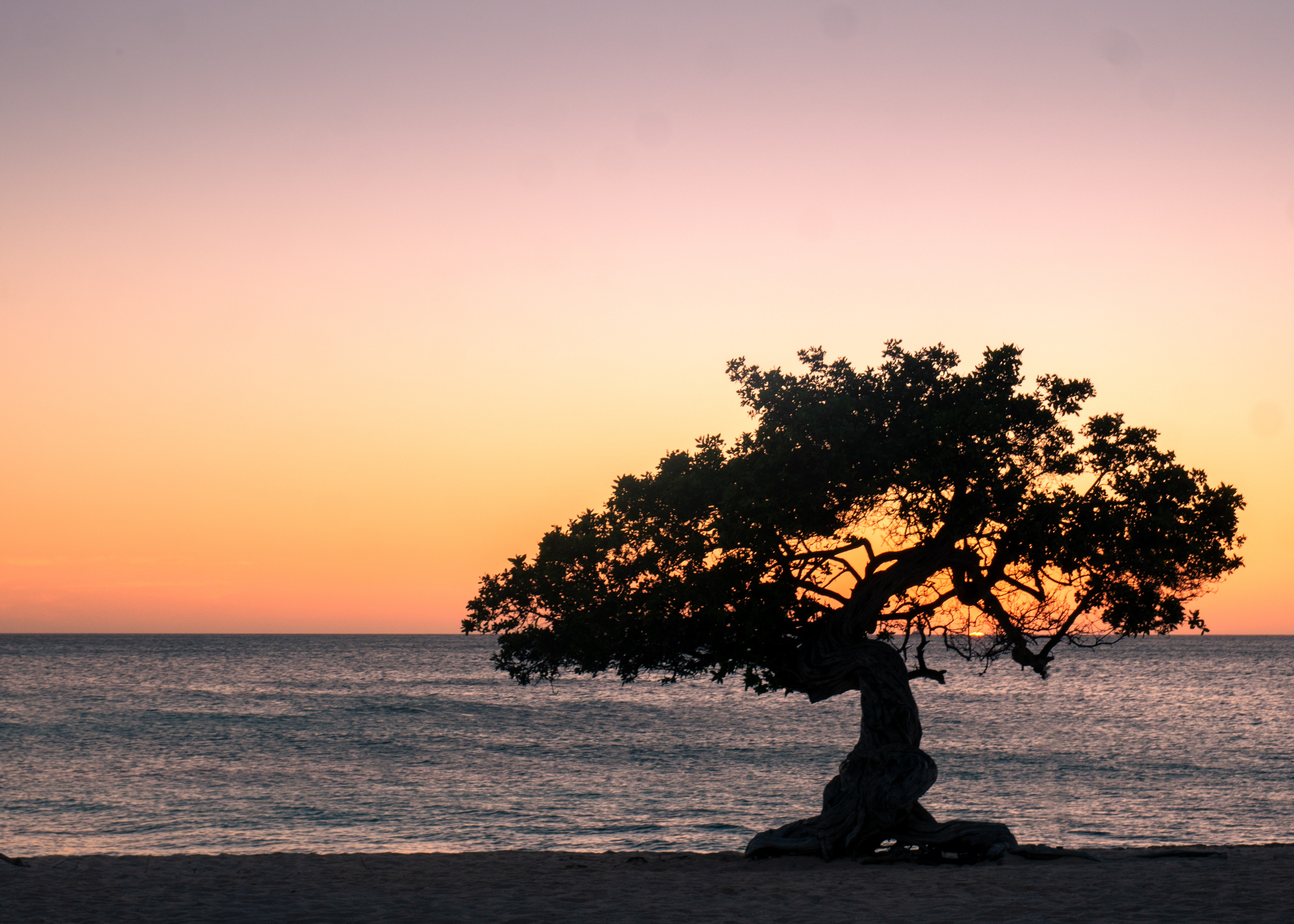 Divi at Sunset
