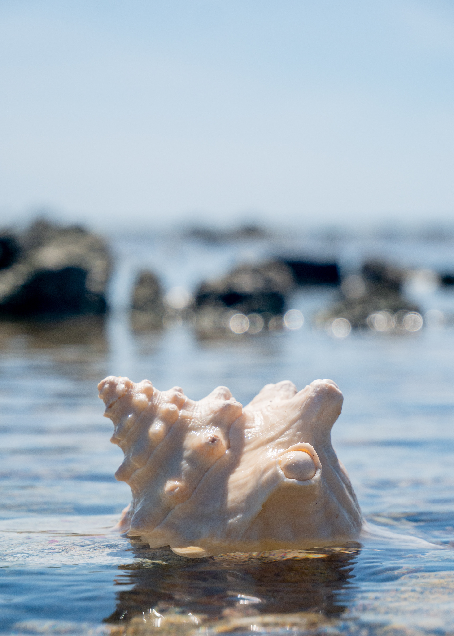 Shimmering Conch