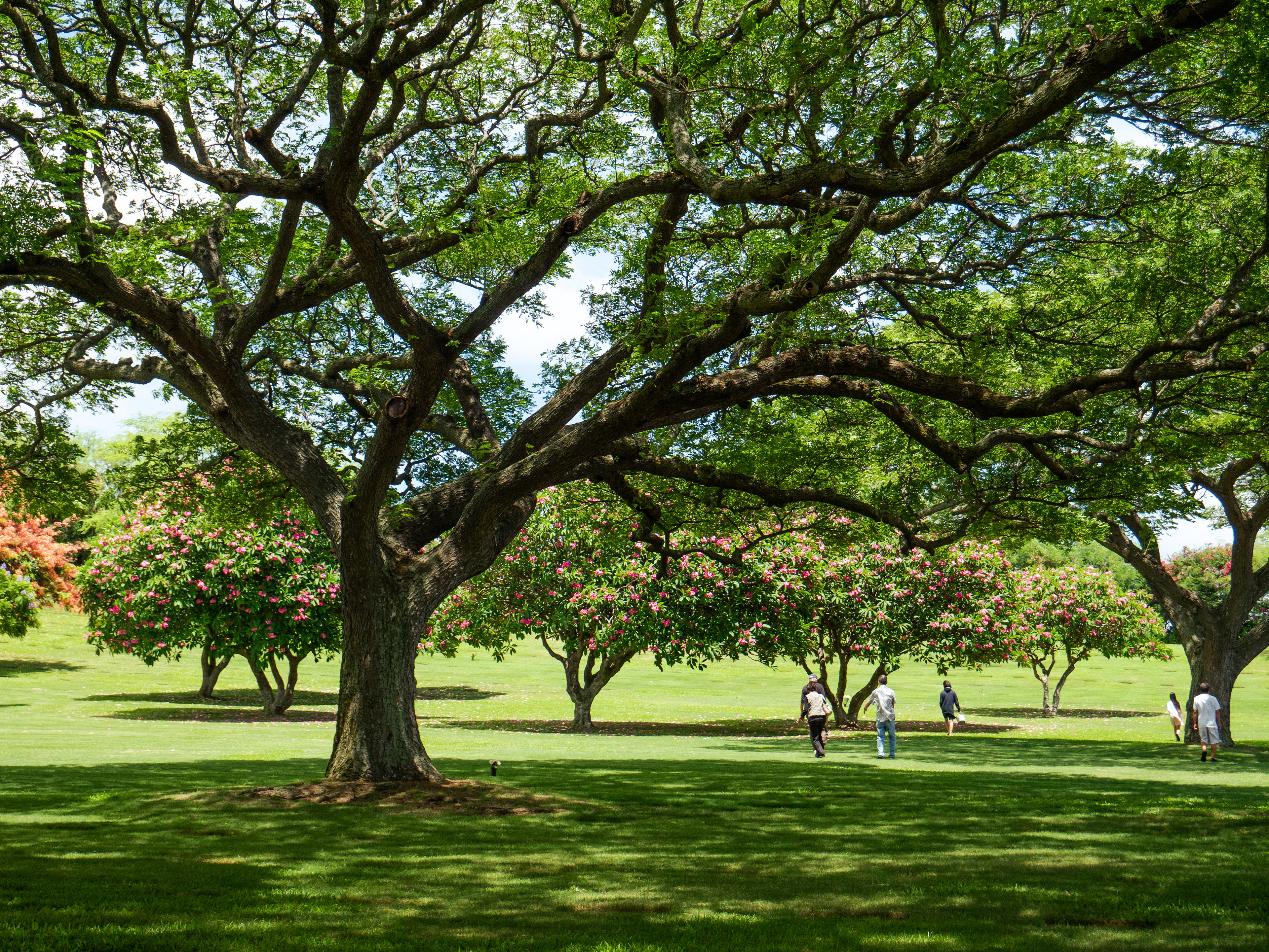 Forking Trees