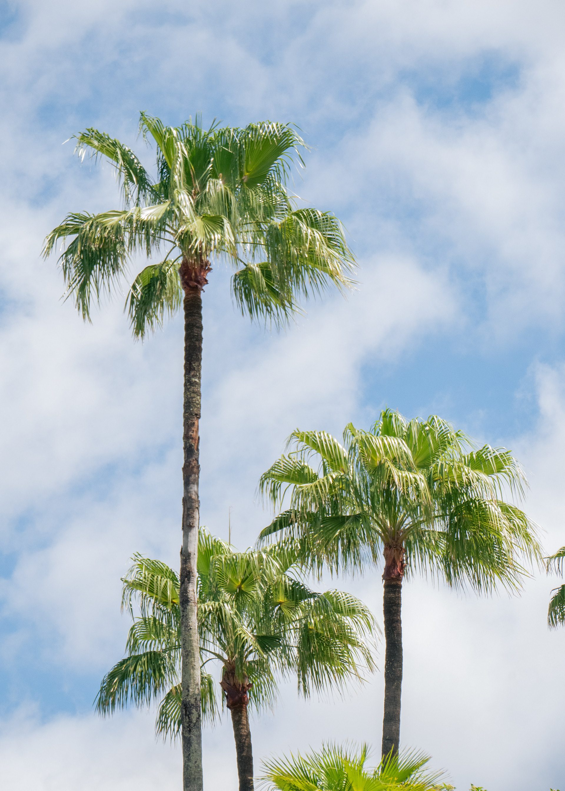 Palm Trees