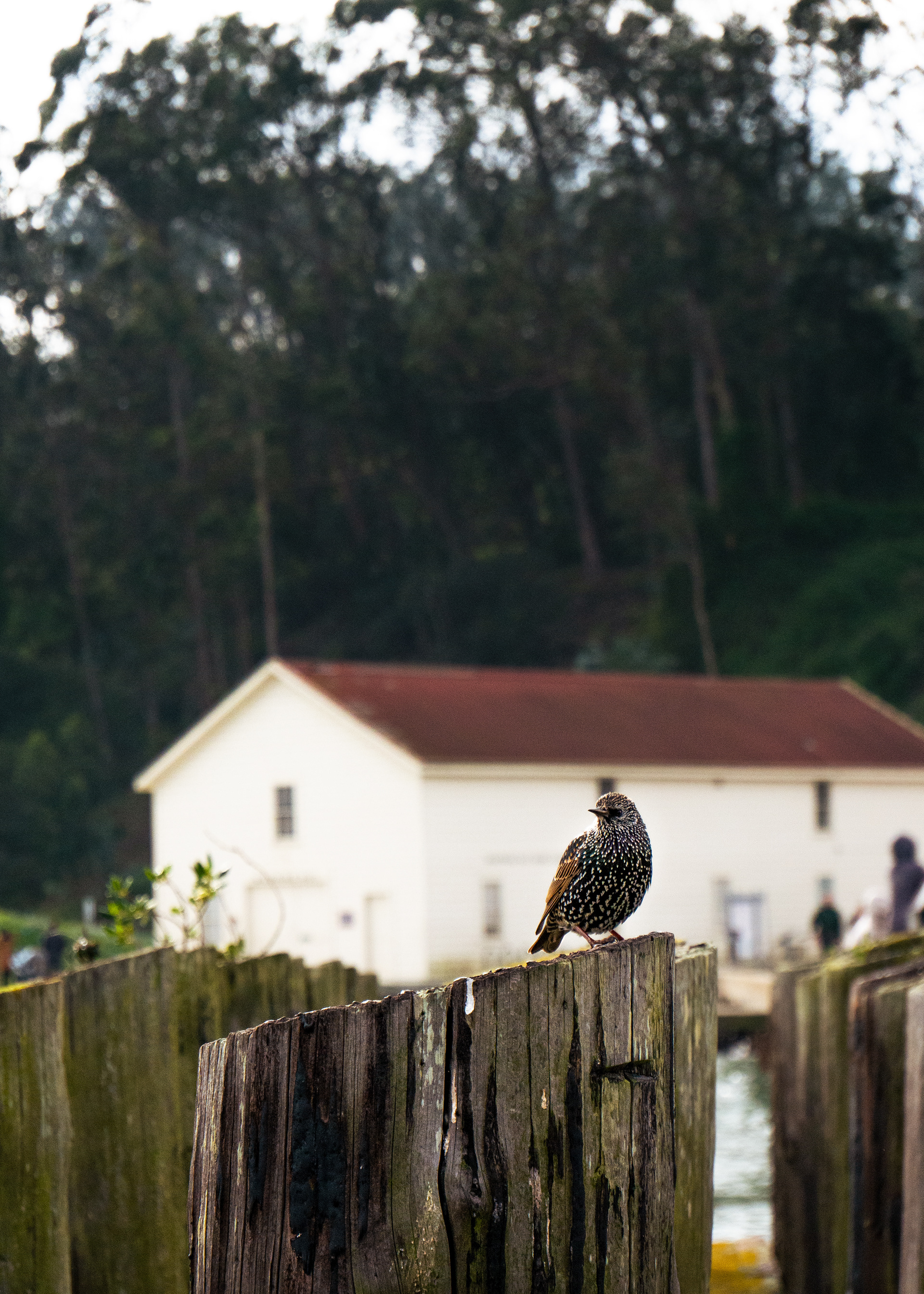 Pier Birdie