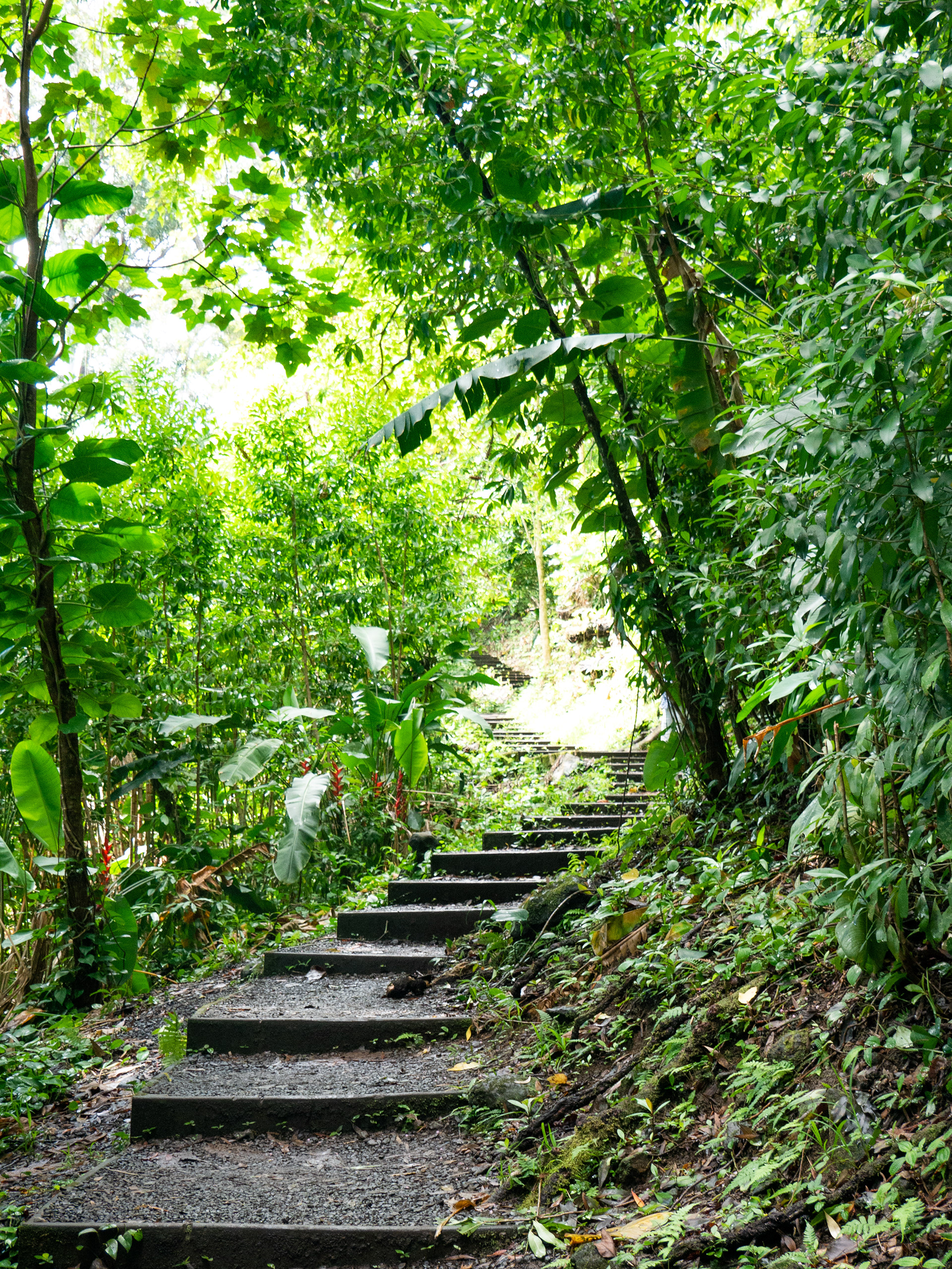 Staircase To The Trees