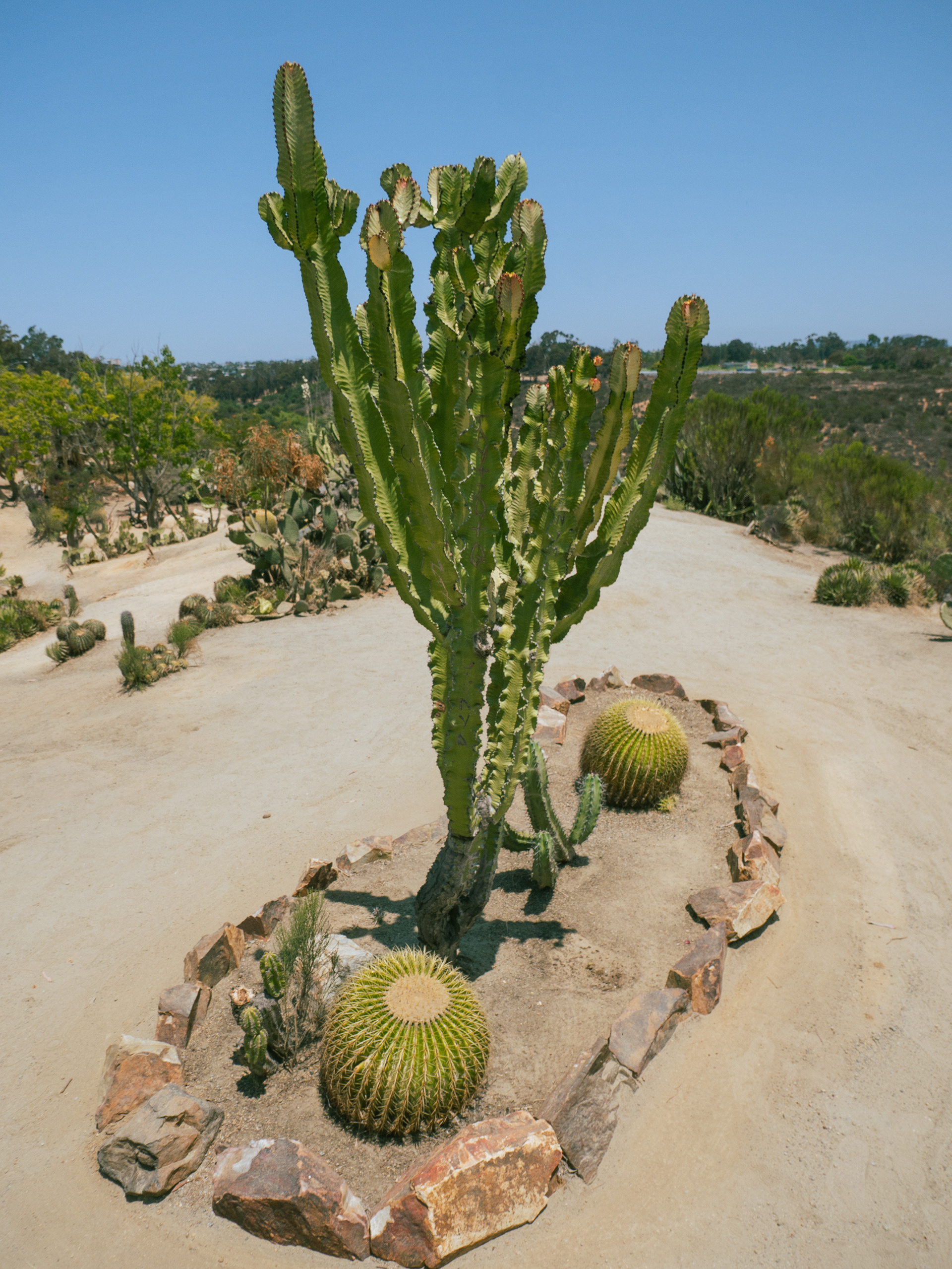 Balboa Cactus