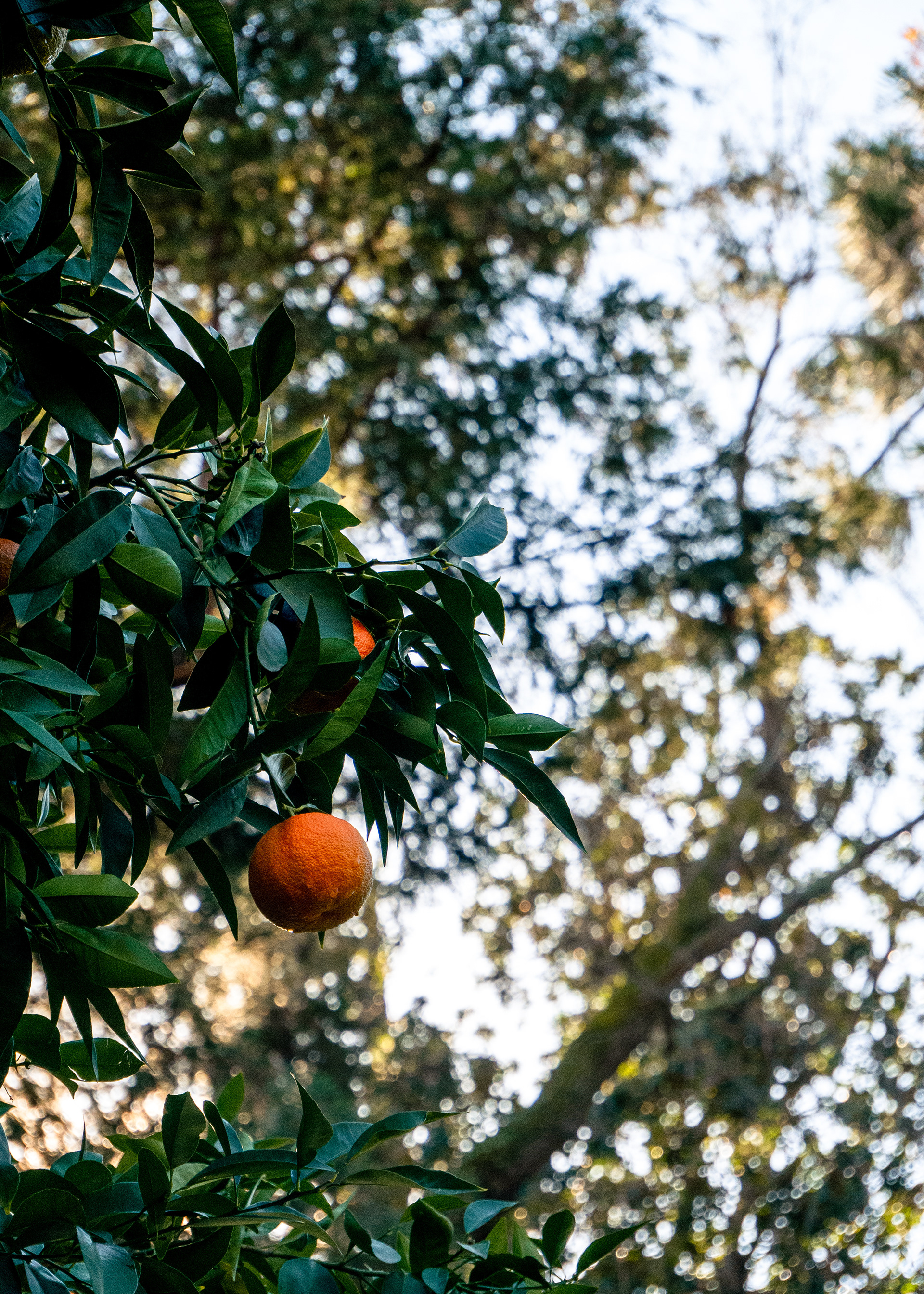 Orange Tree