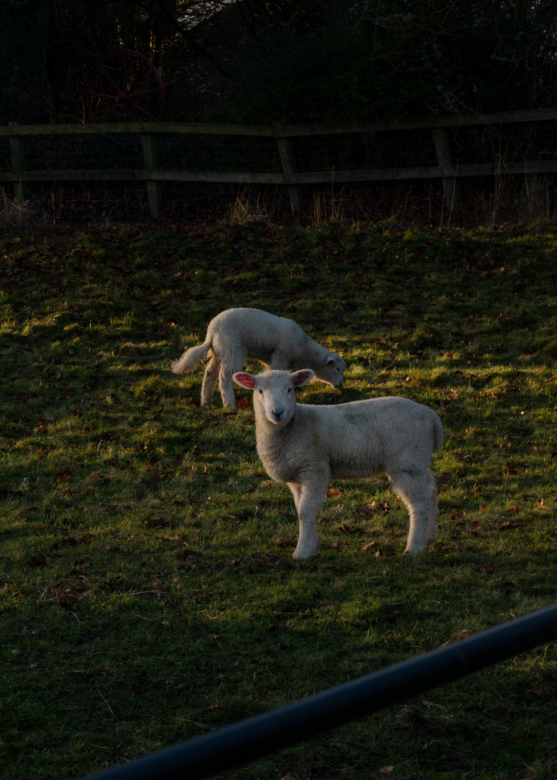 Posing Sheep