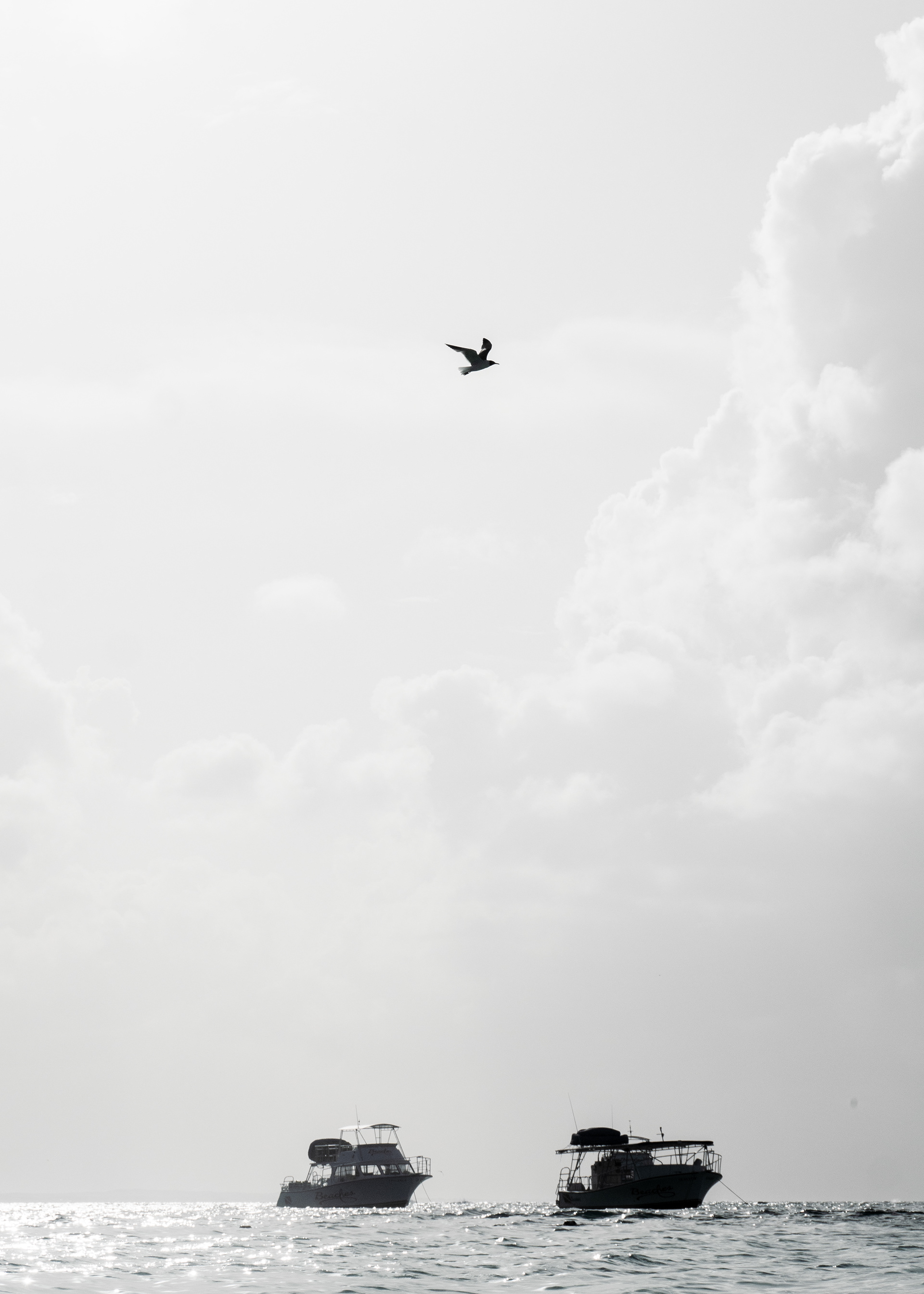 Two Boats, One Bird