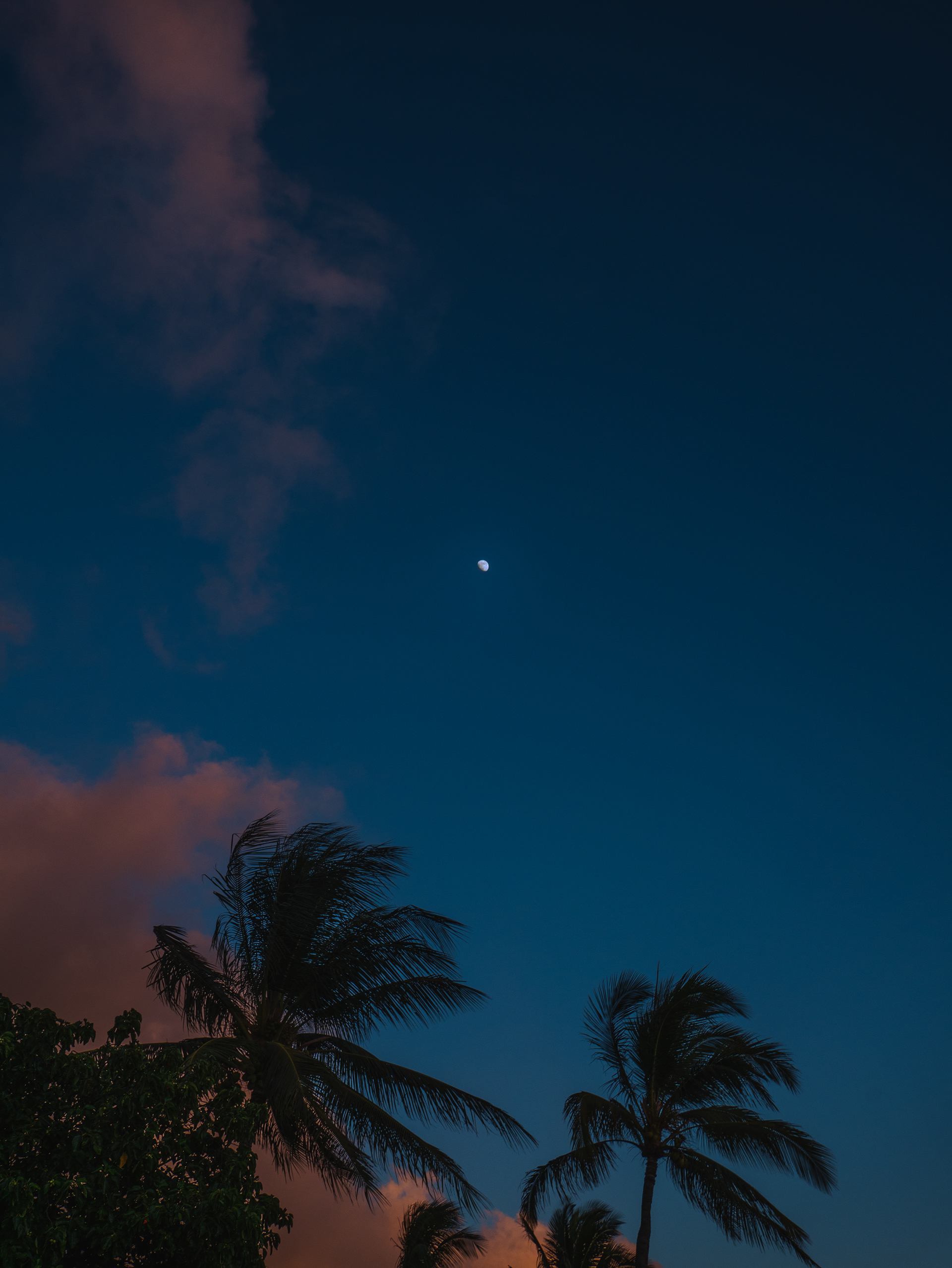 Palm Trees & Moon