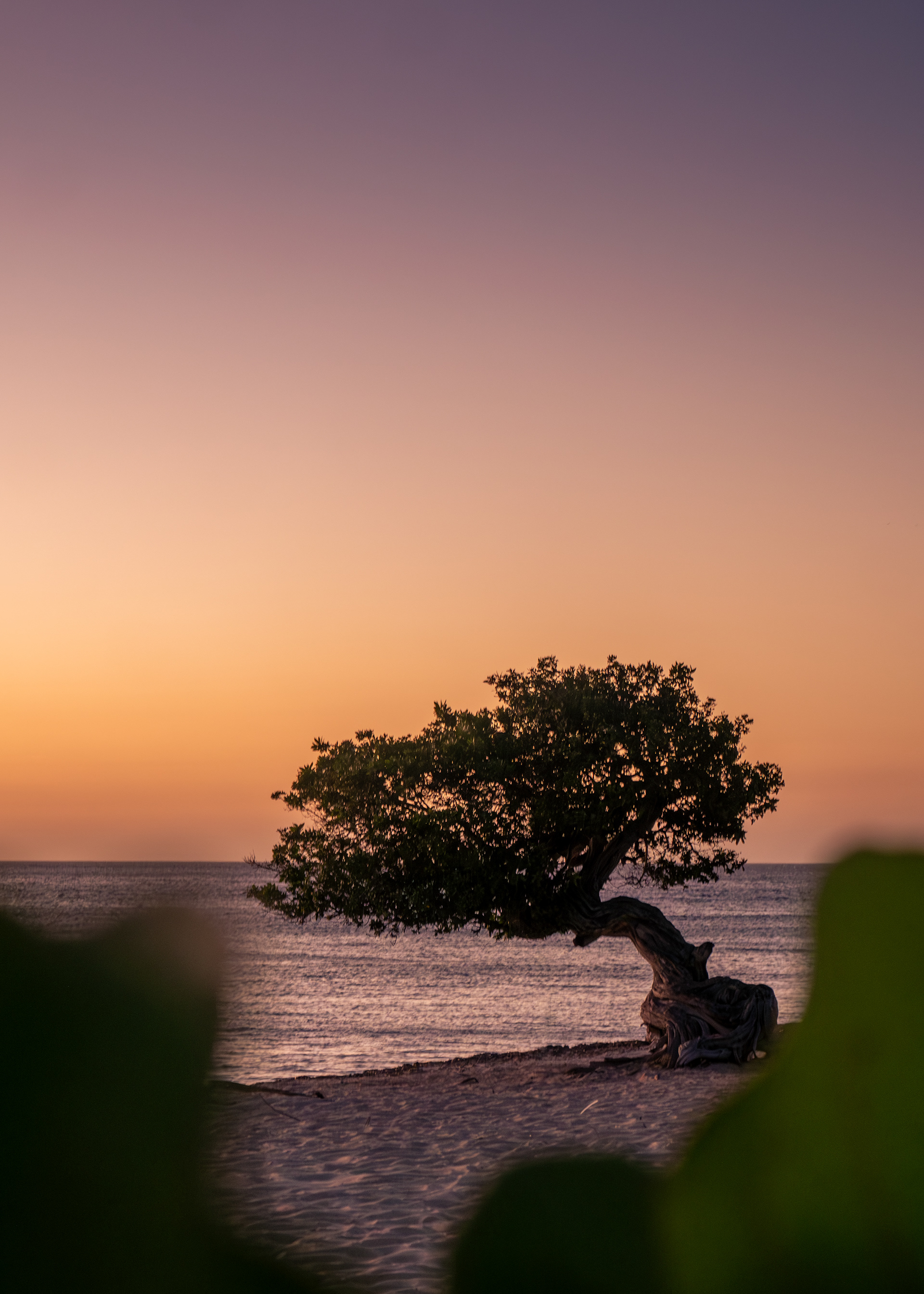 Divi Through Leaves