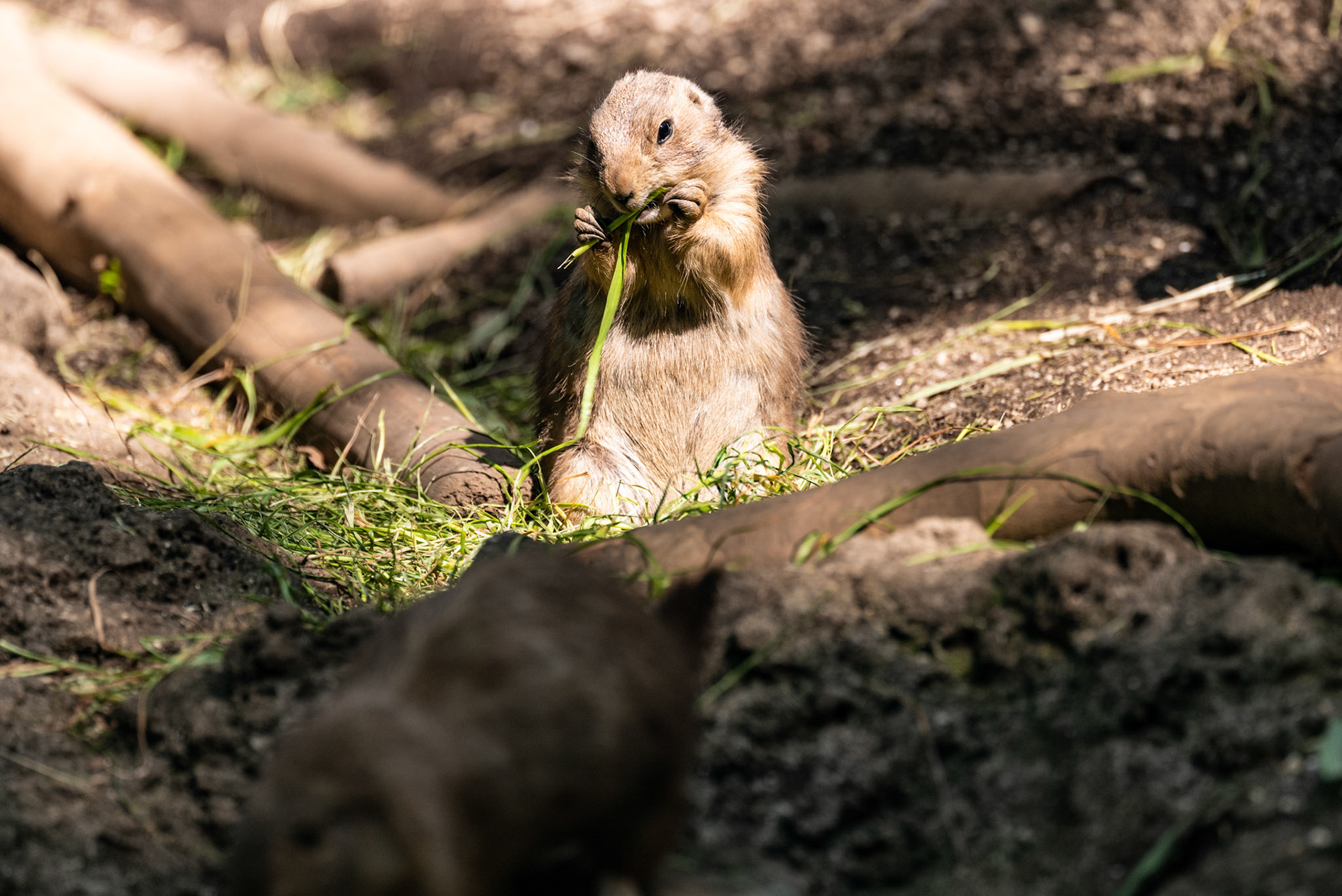 Mai 2023 Tokyo Ueno zoo