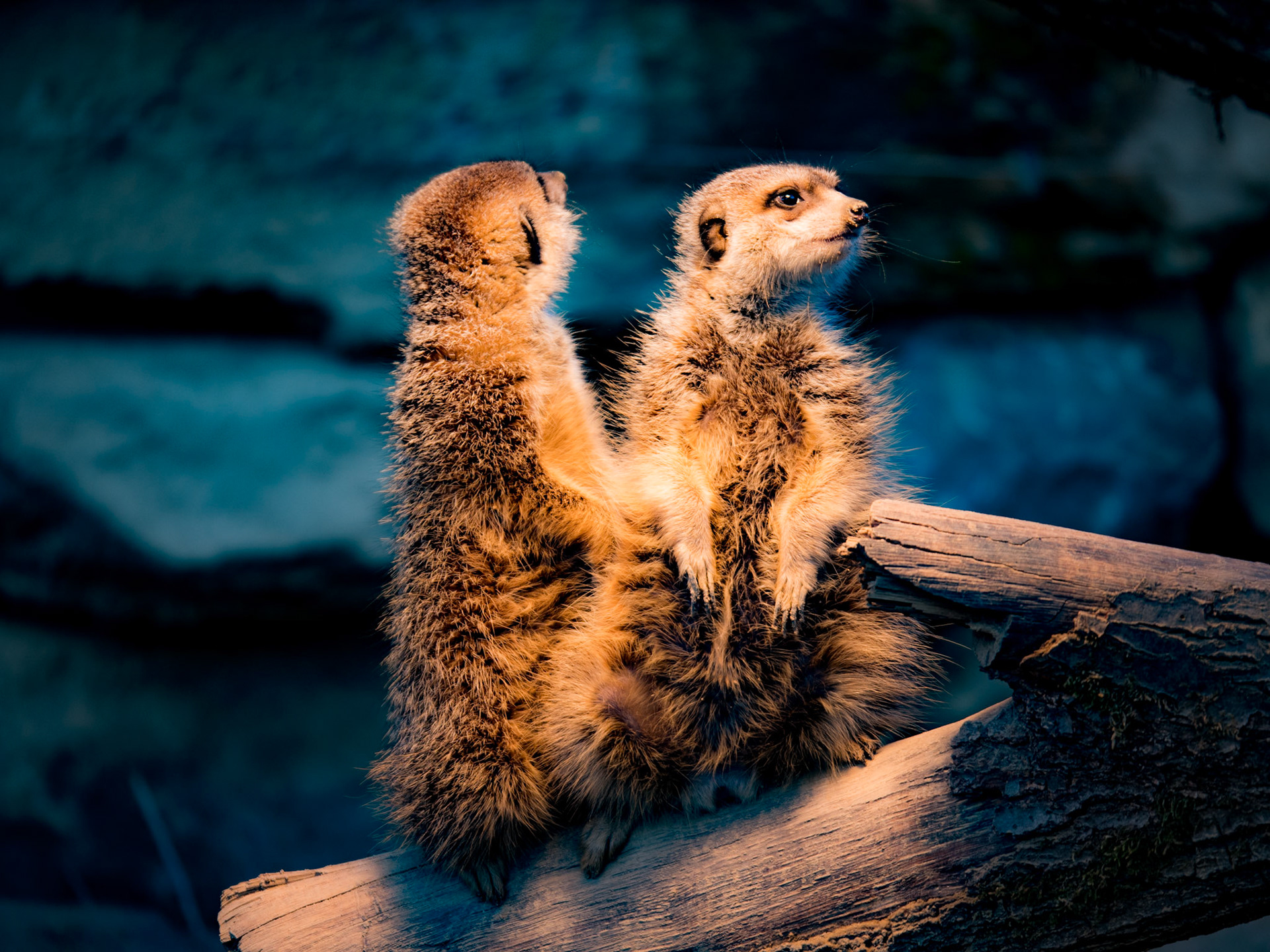 Dezember 2019 Frankfurt Zoo