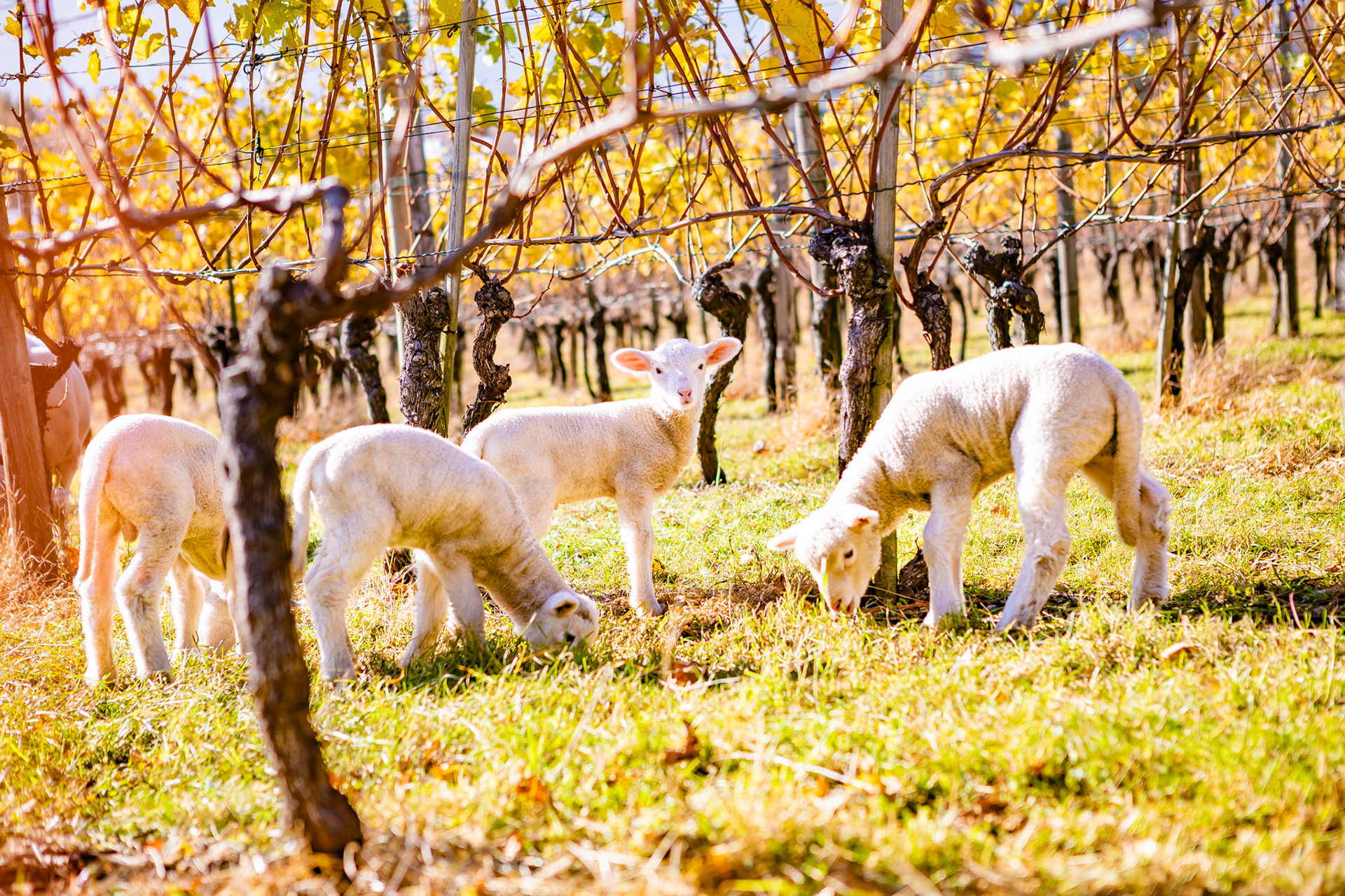 November 2018 Liechtenstein