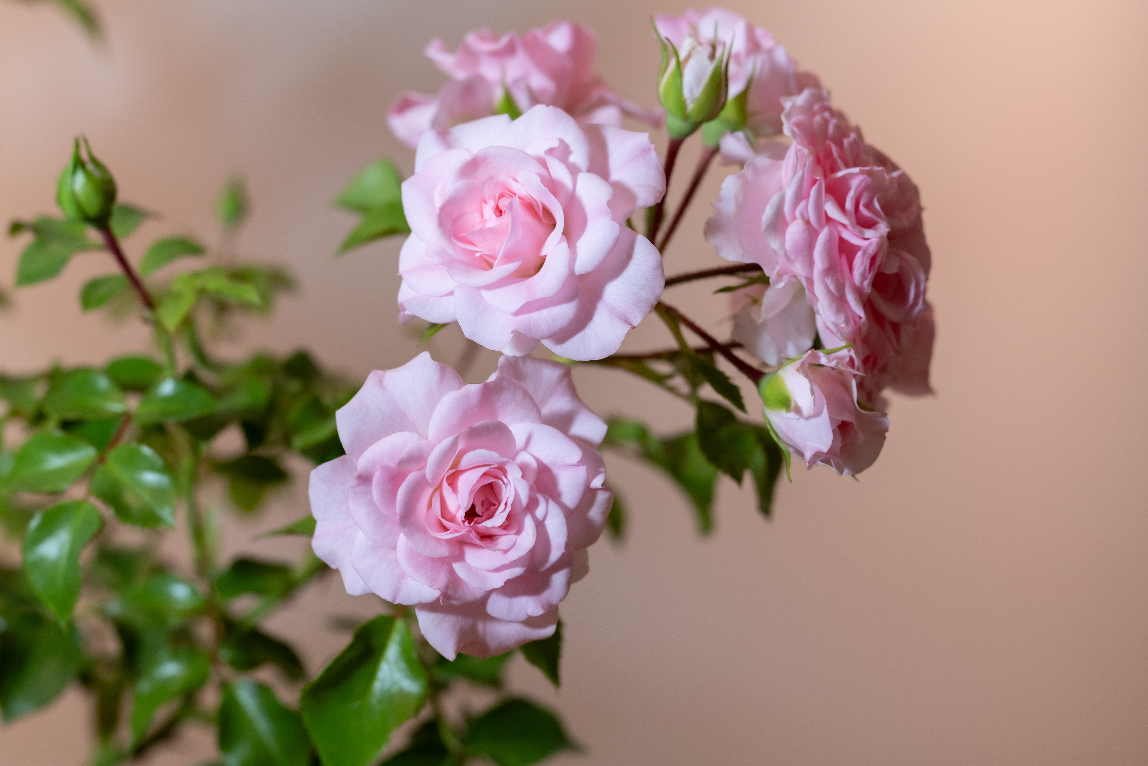 Mai 2024 Japan Shimane