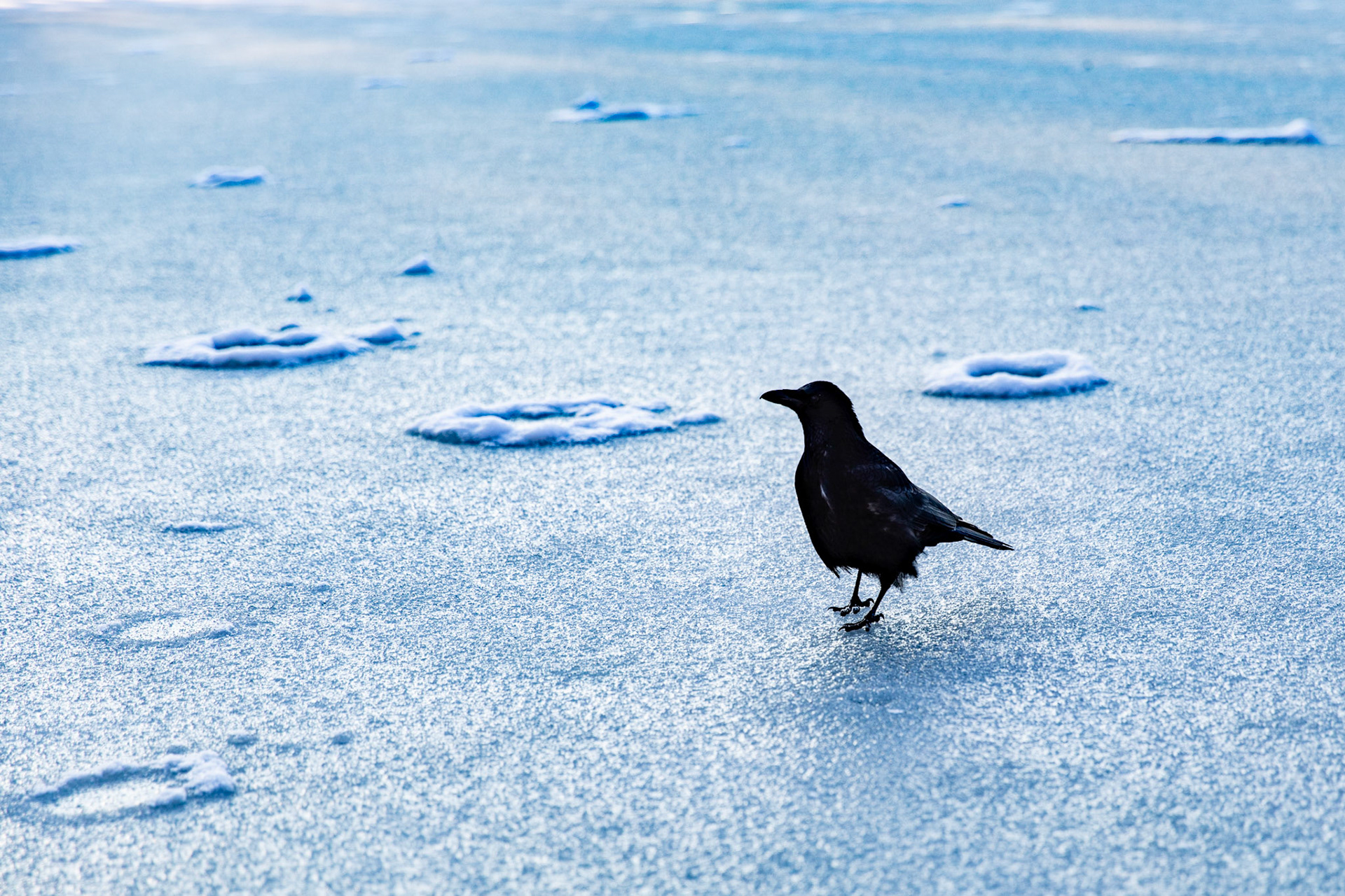 Februar 2019 München Kleinhesseloher See