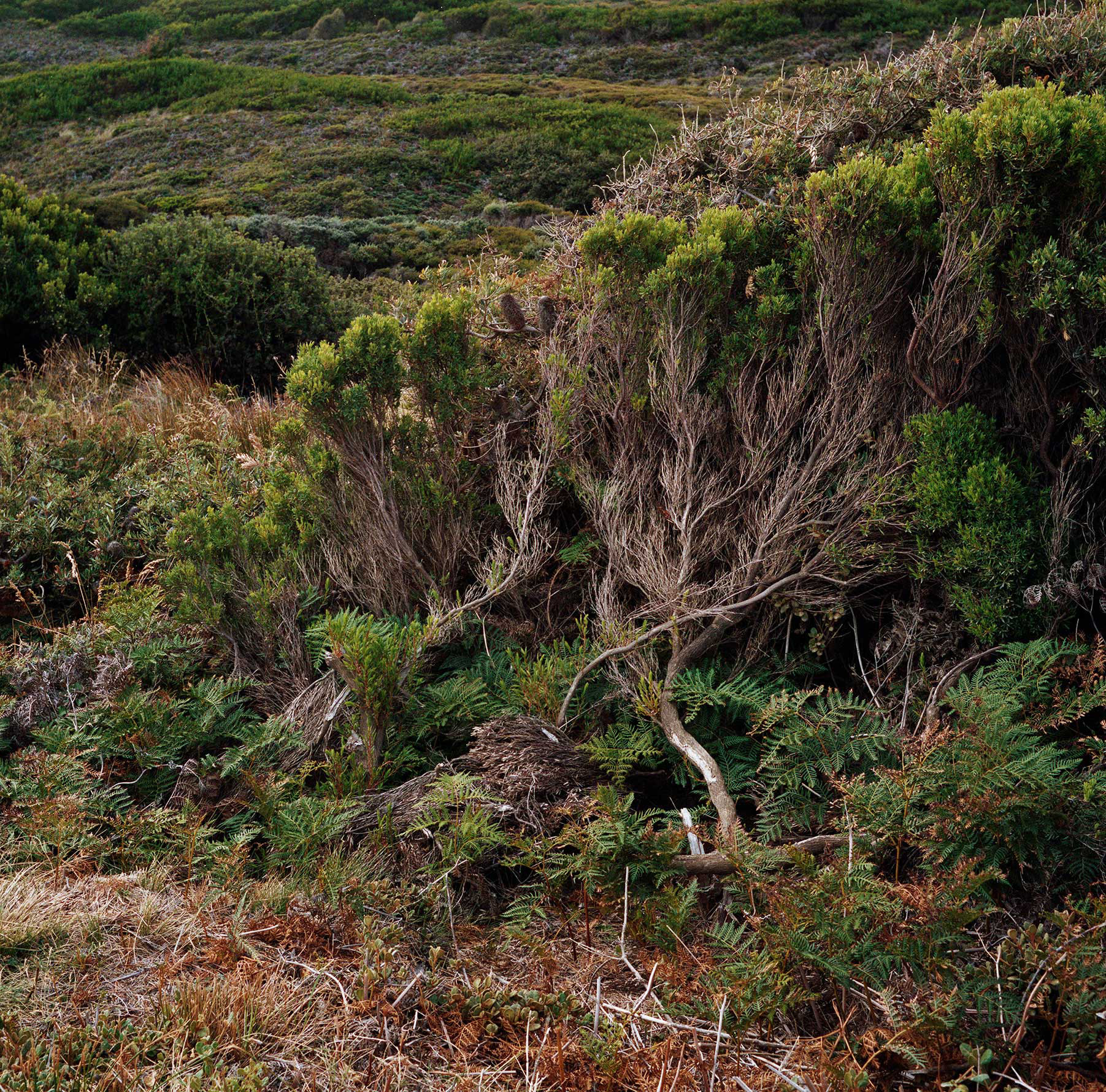 120mm Film - Bruny Island, TAS Australia