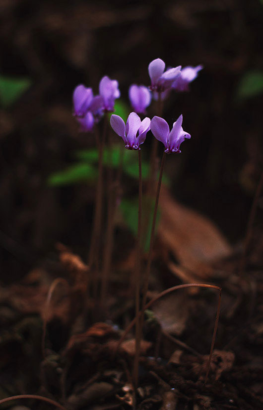 Cyclamen hederifolium - Parco Regionale dei Castelli Romani, Lazio, IT