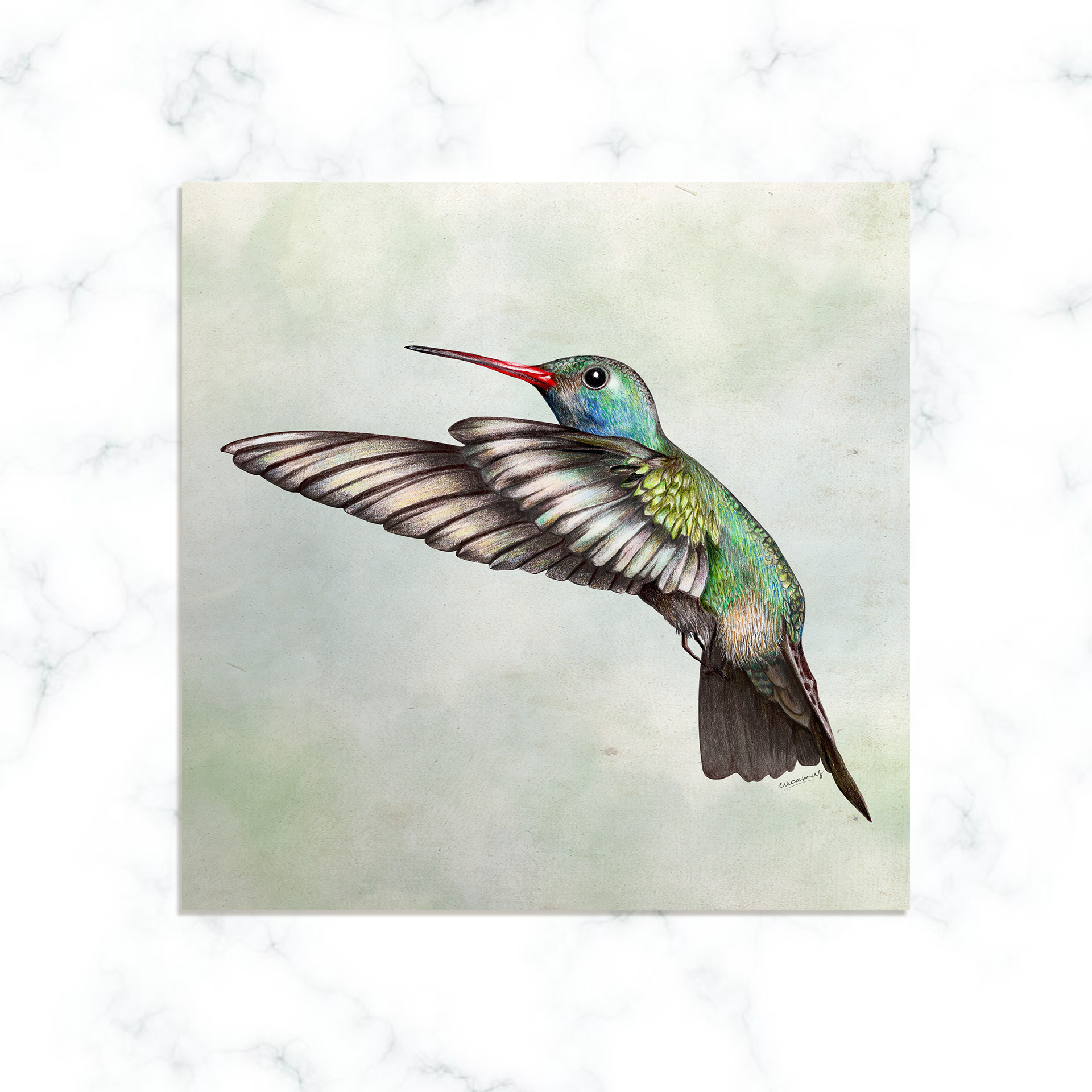 Broad-billed Hummingbird 2022. Colored pencils on paper. Color in digital technique.