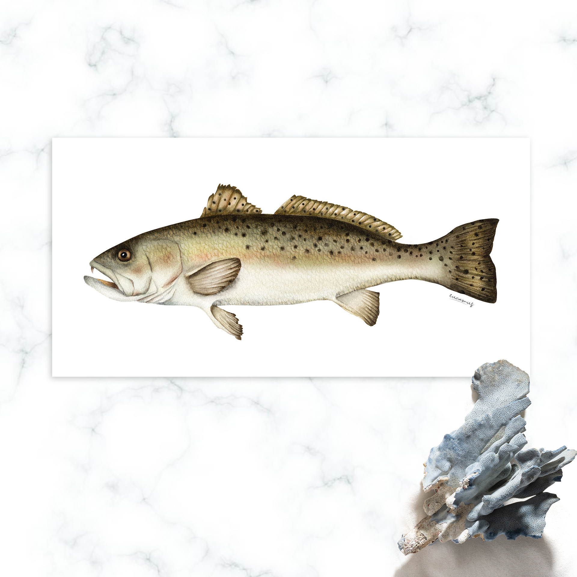 Speckled Trout 2022. Watercolor on paper. Color in digital technique.