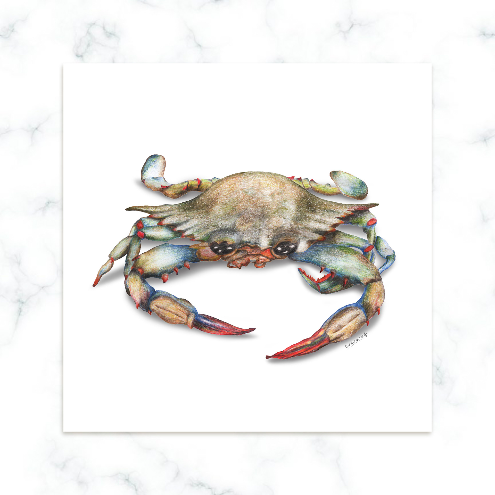 Blue crab 2022. Colored pencils on paper. Color in digital technique.