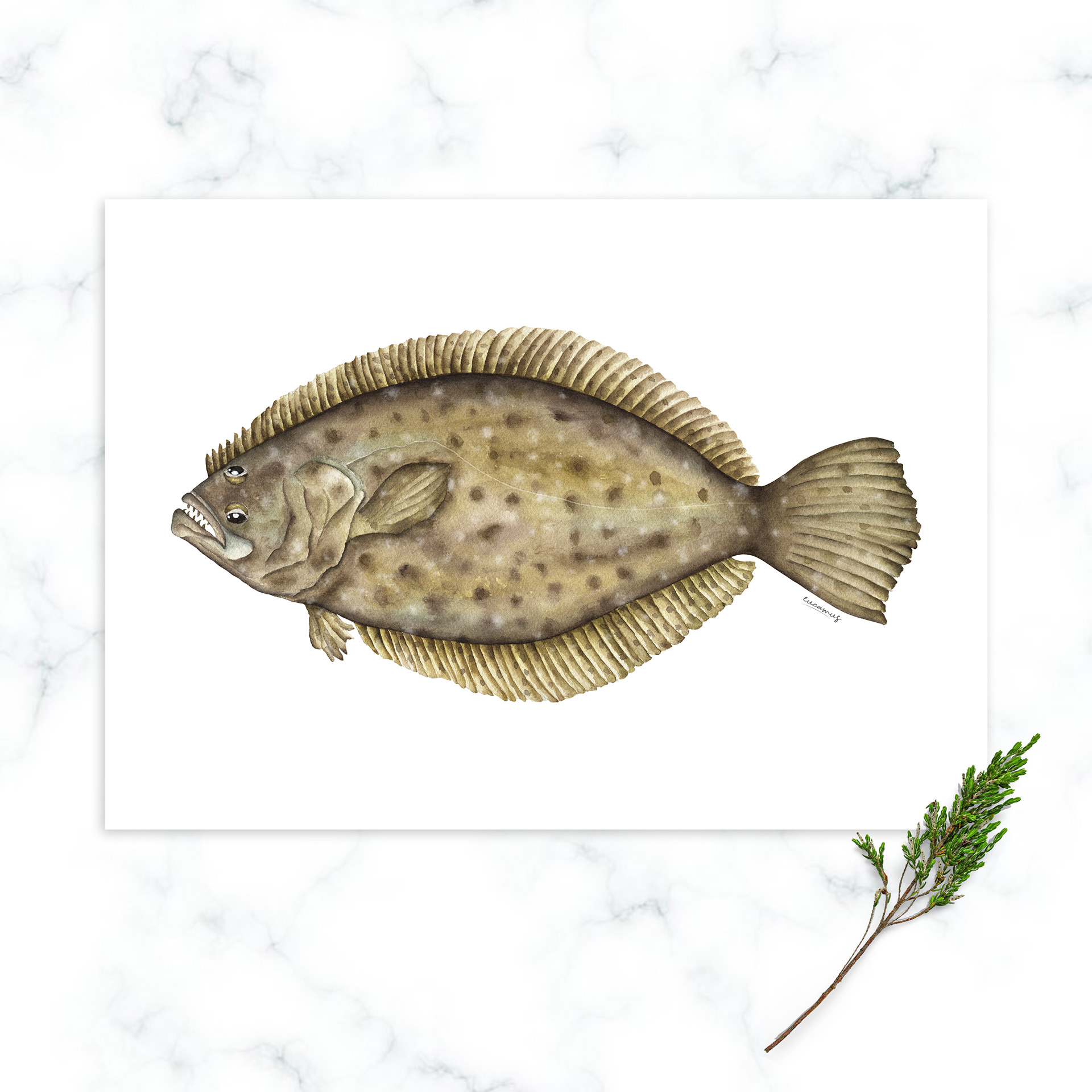 Flounder 2022. Watercolor on paper. Color in digital technique.