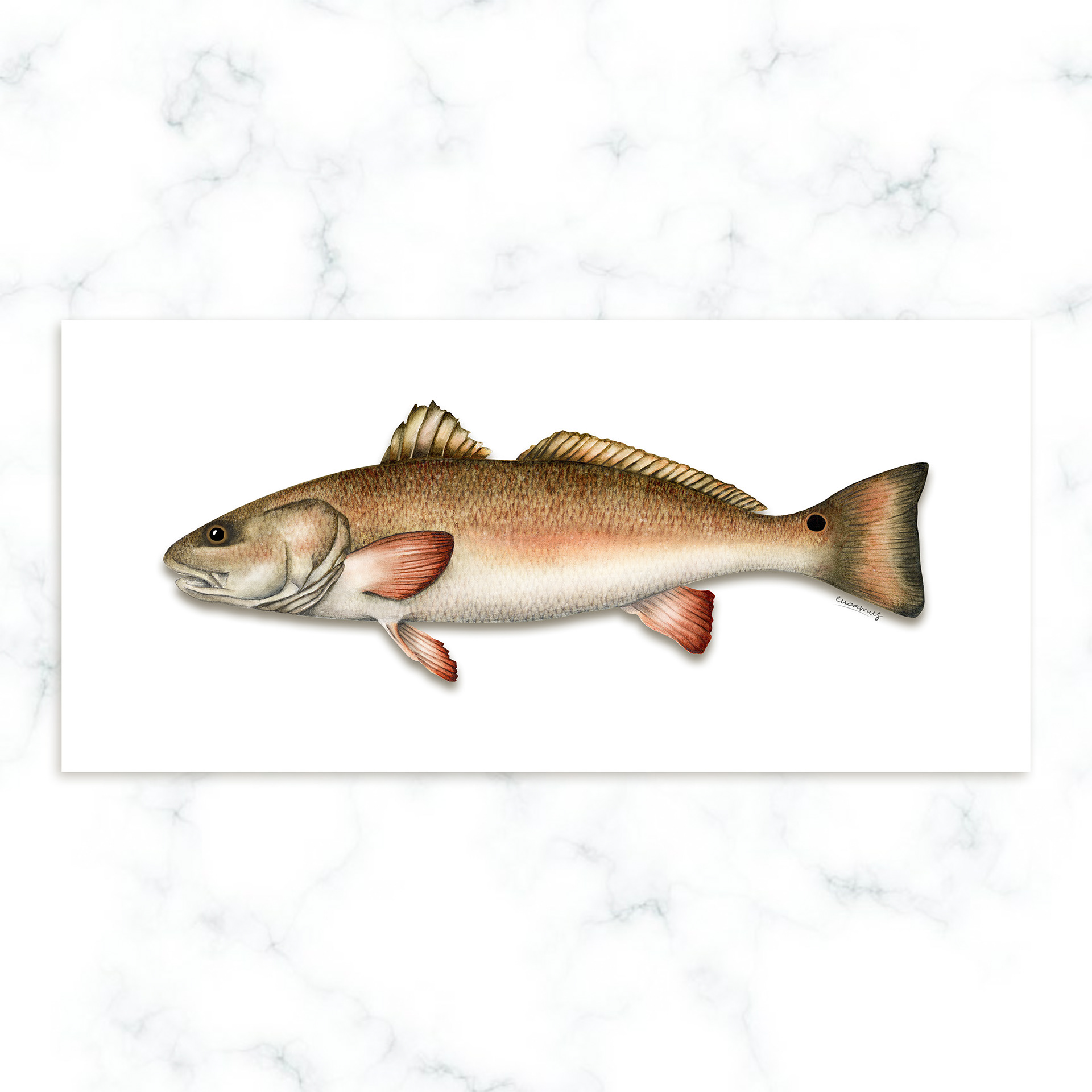 Redfish 2022. Watercolor on paper. Color in digital technique.