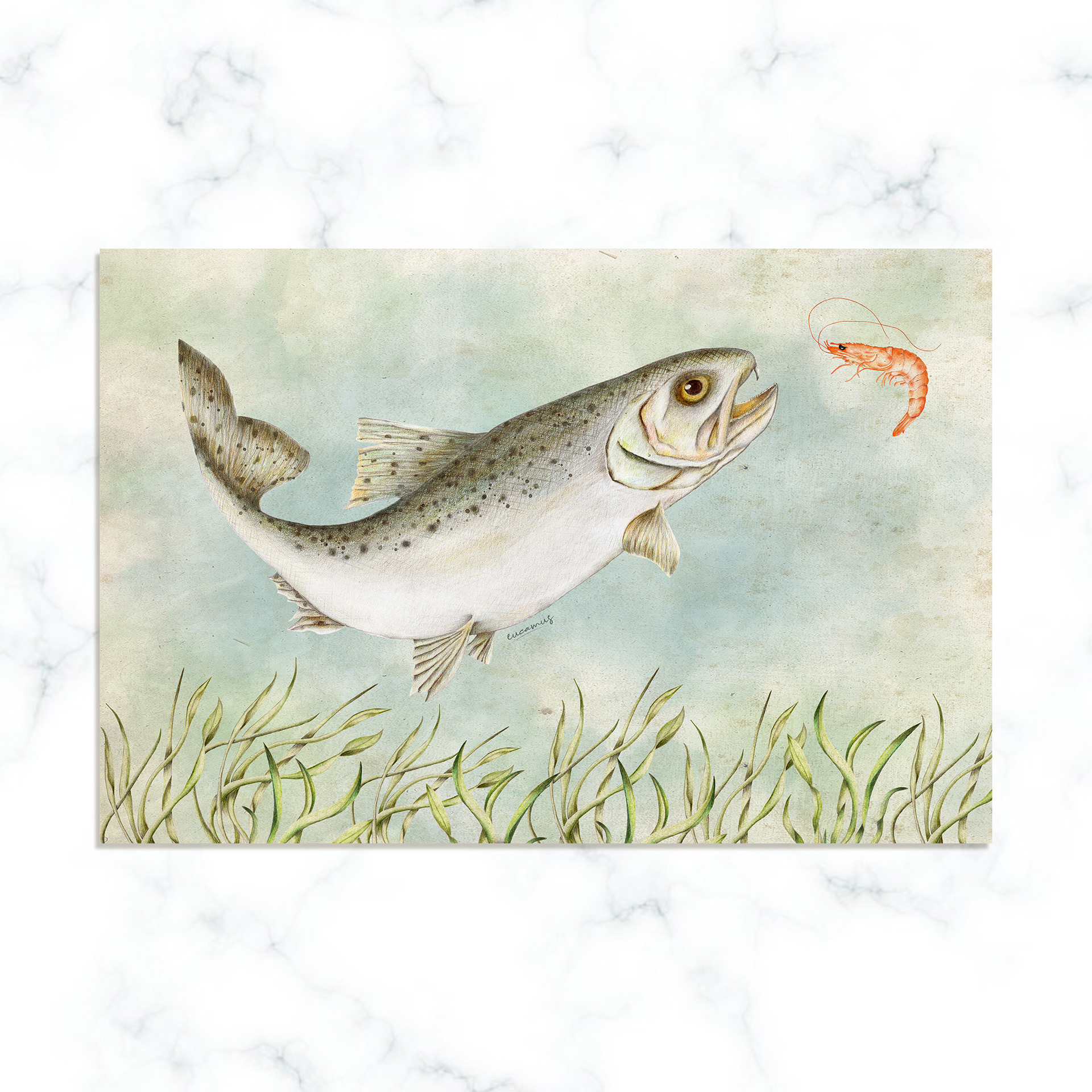 Speckled Trout 2020. Graphite and colored pencils on paper. Color in digital technique.