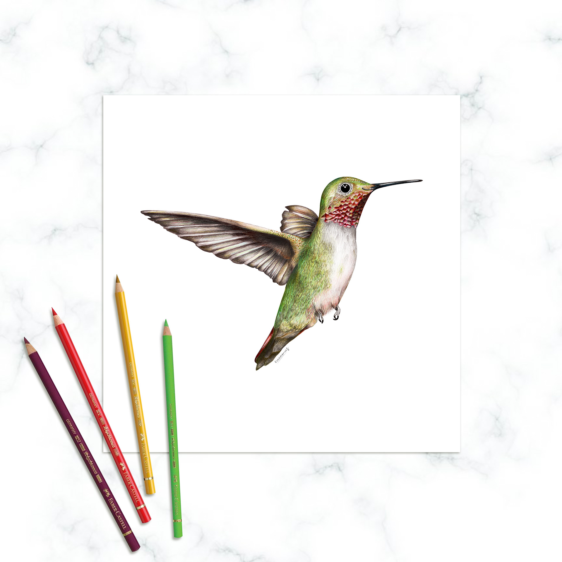 Broad-tailed Hummingbird 2022. Colored pencils on paper. Color in digital technique.