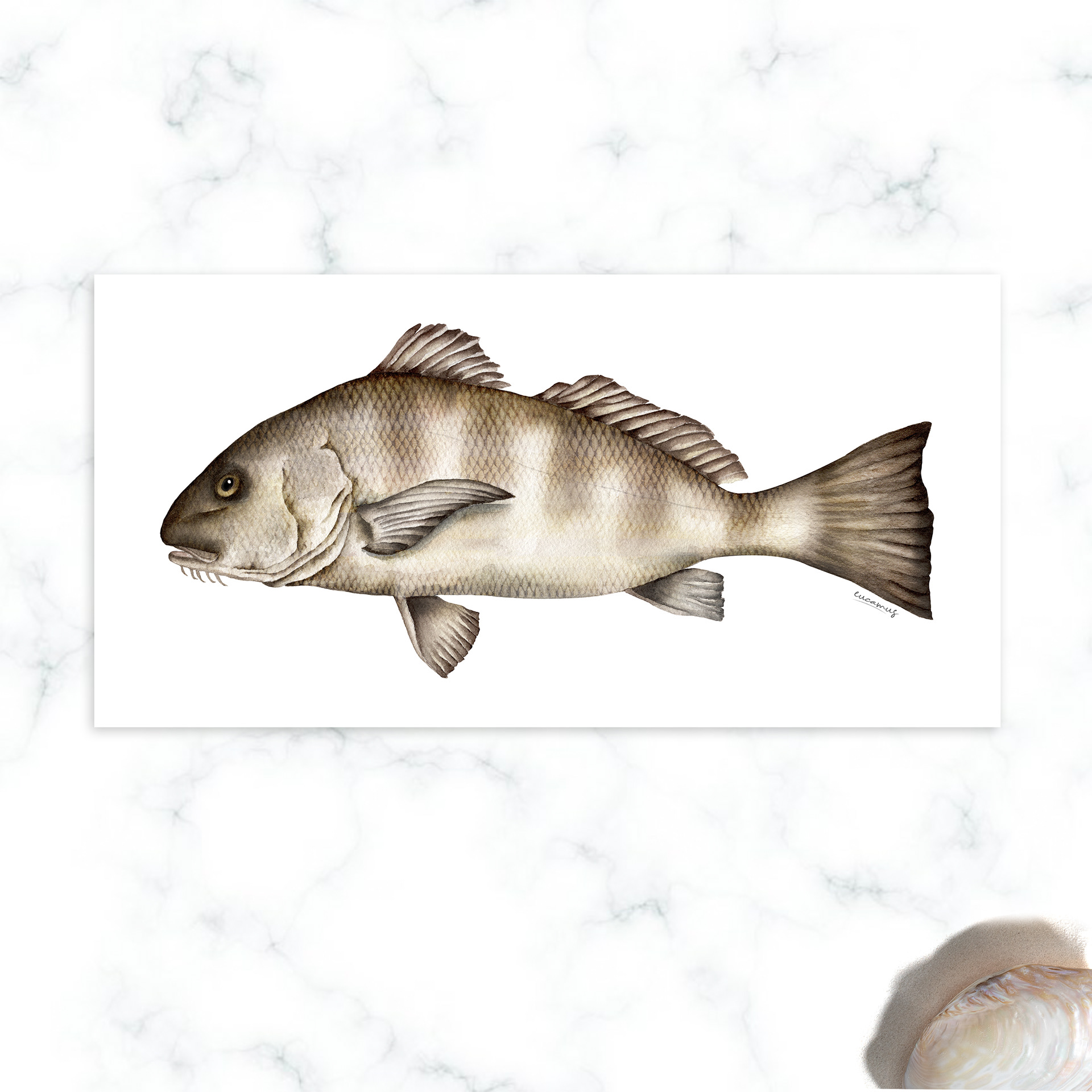 Black Drum 2022. Watercolor on paper. Color in digital technique.