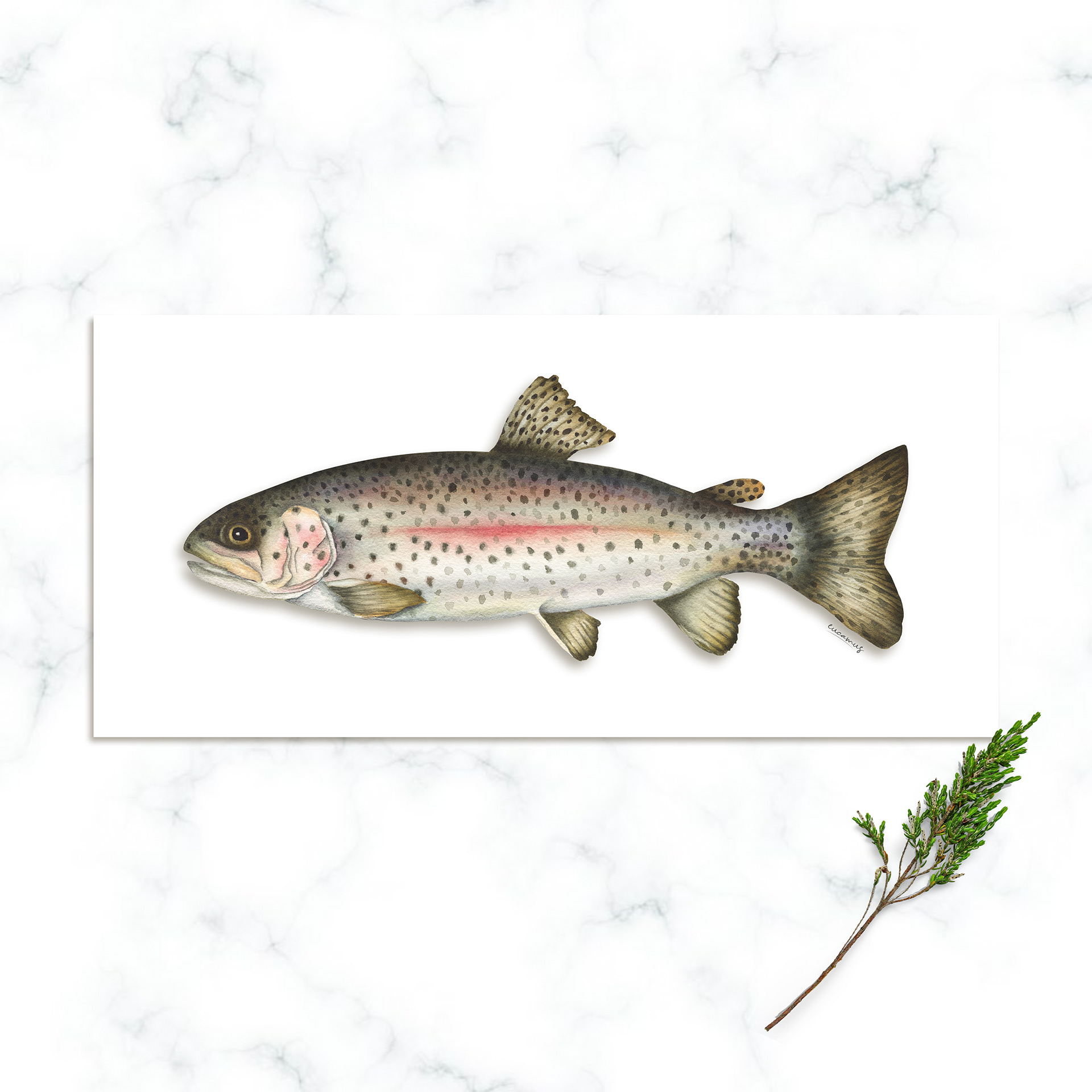 Rainbow Trout 2022. Watercolor on paper. Color in digital technique.