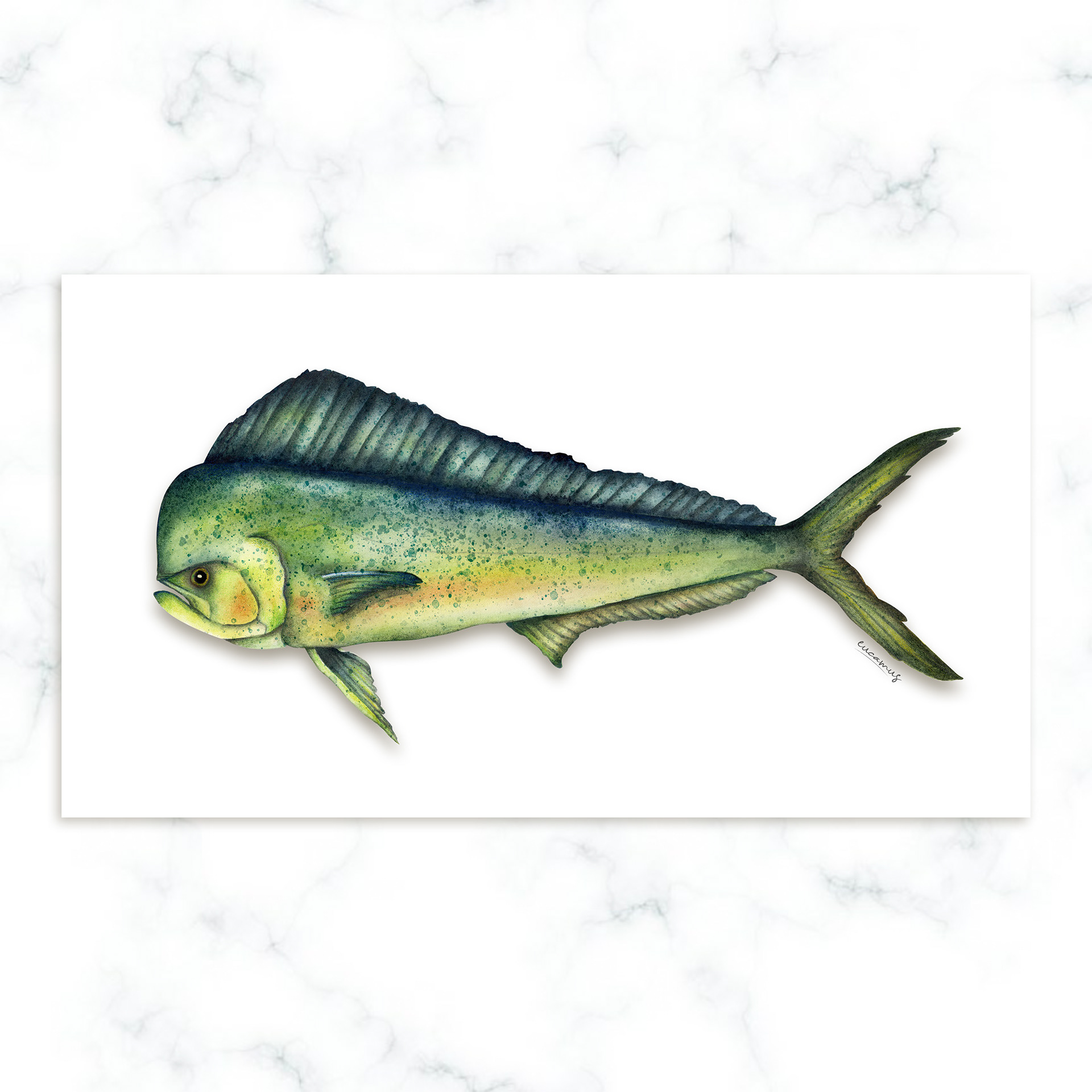 Mahi-Mahi (Dolphin Fish) 2002. Watercolor on paper. Color in digital technique.