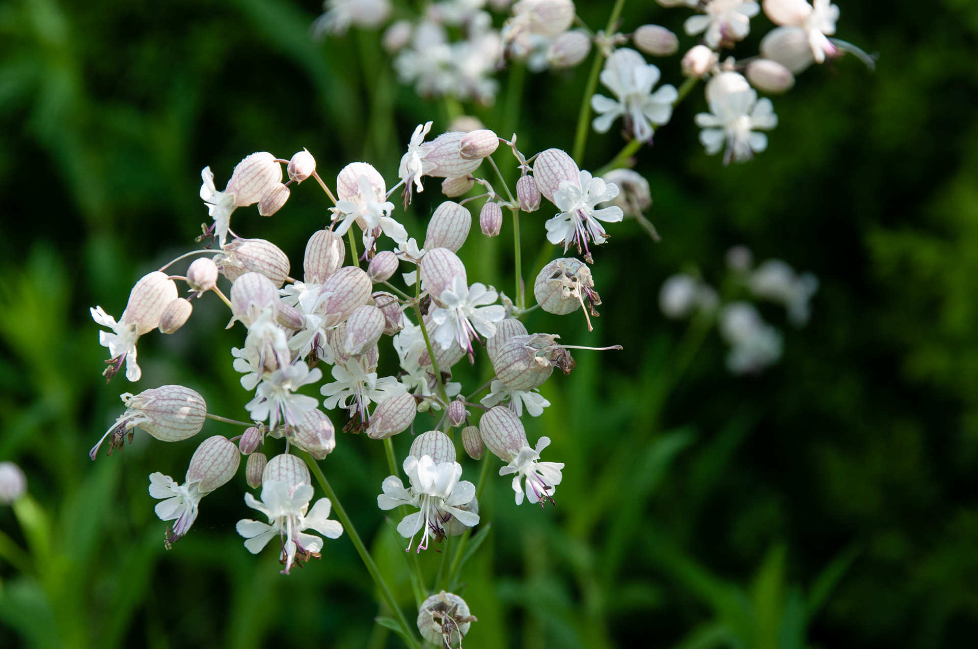 BaldrianTaubenkropf-Leimkraut