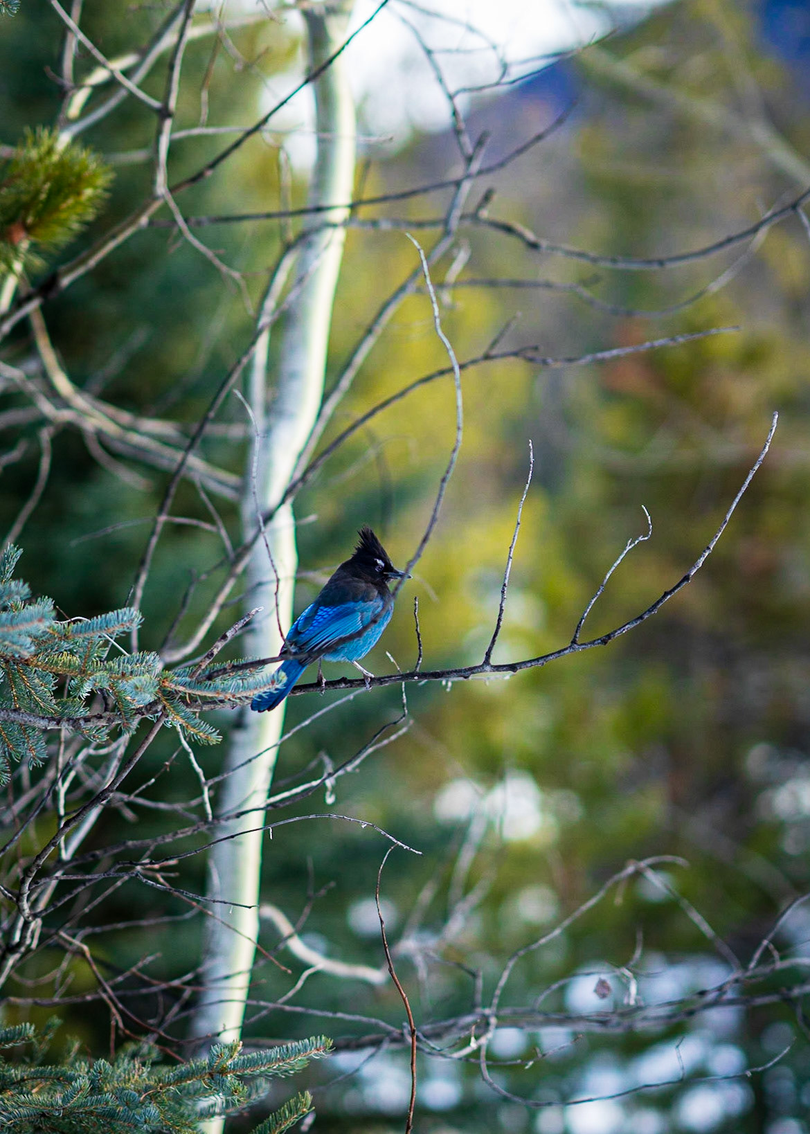 I have been told this is a Steller Jay. All I know is it was a stelar model.