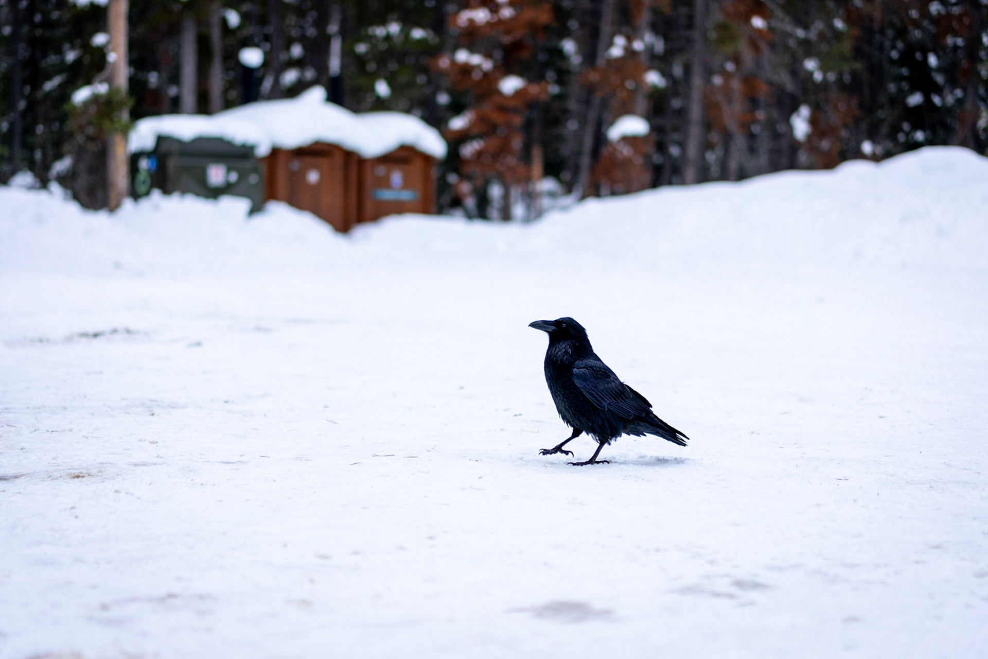 A crow friend we met after our hike at Sunwapta Falls!