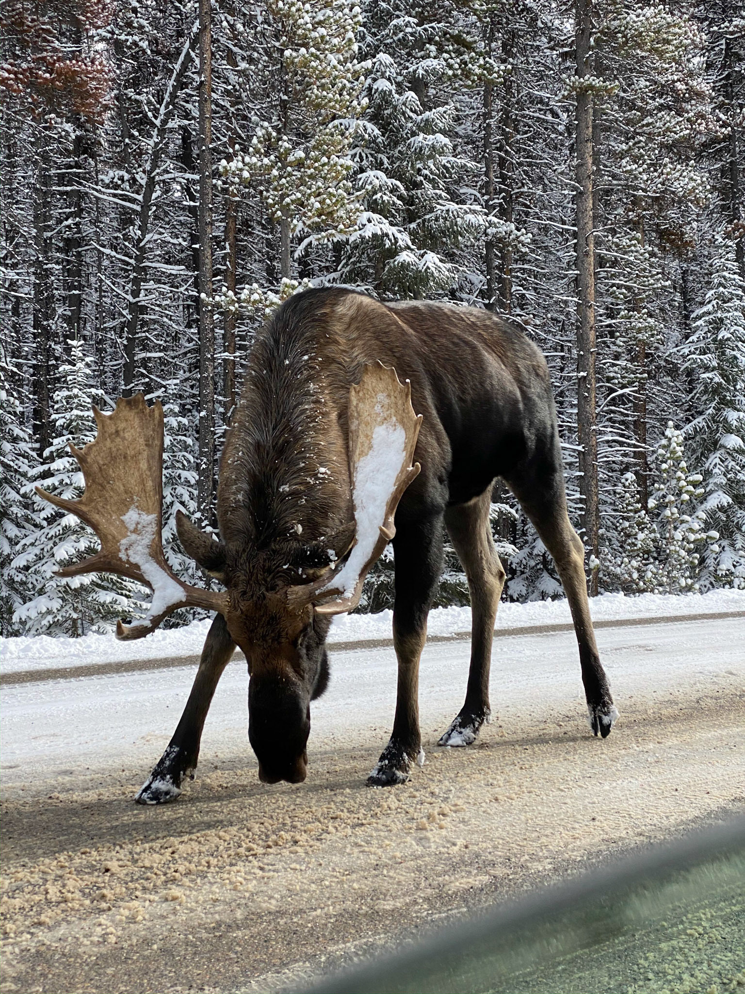 Getting up and close to a large animal like this moose is one of the most intense things I have ever experienced. Ran into this fella and his family up near Maligne Lake in Jasper National Park.
