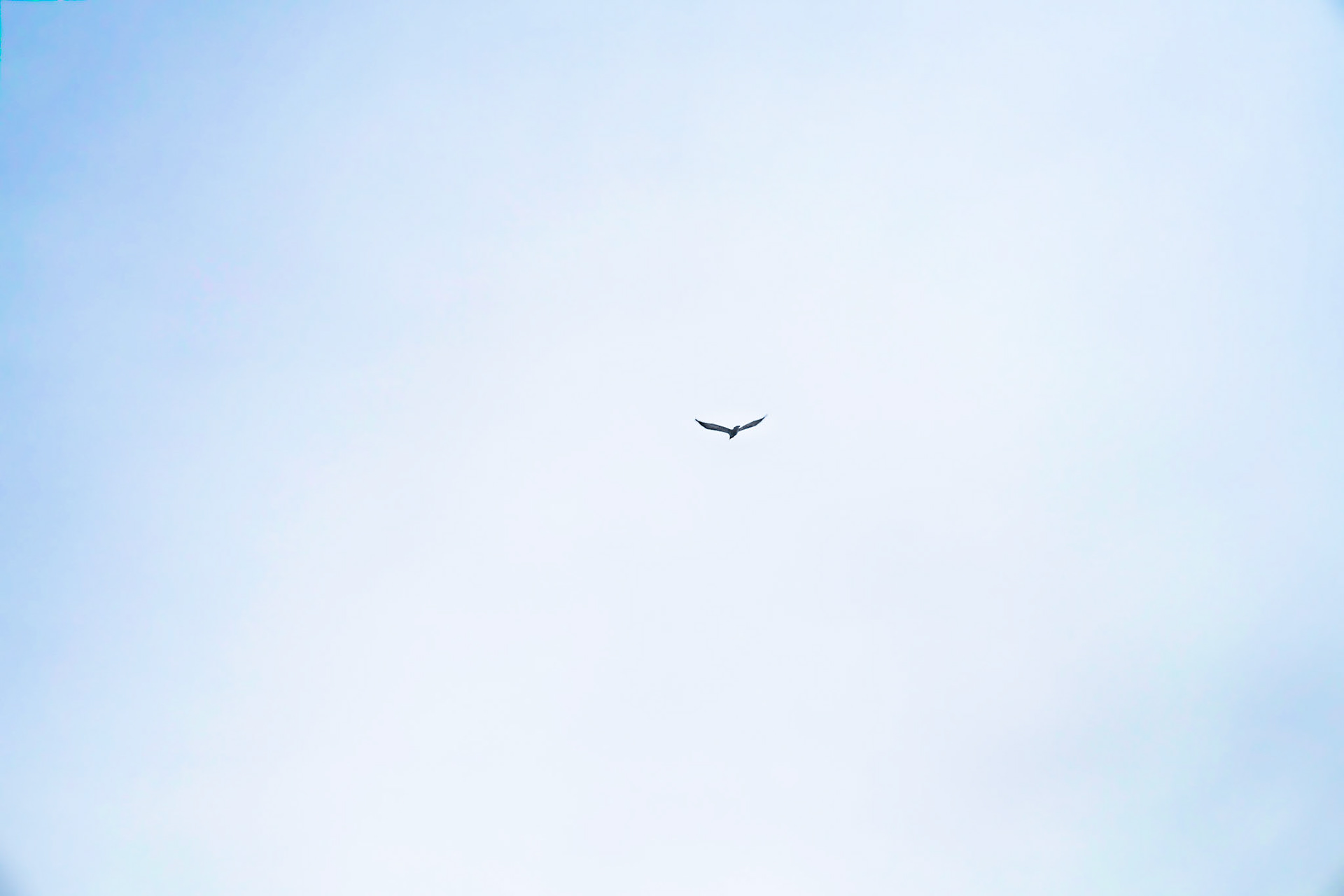 Caught this guy flying around in Jasper National Park in Alberta. I liked the simplicity of it all.