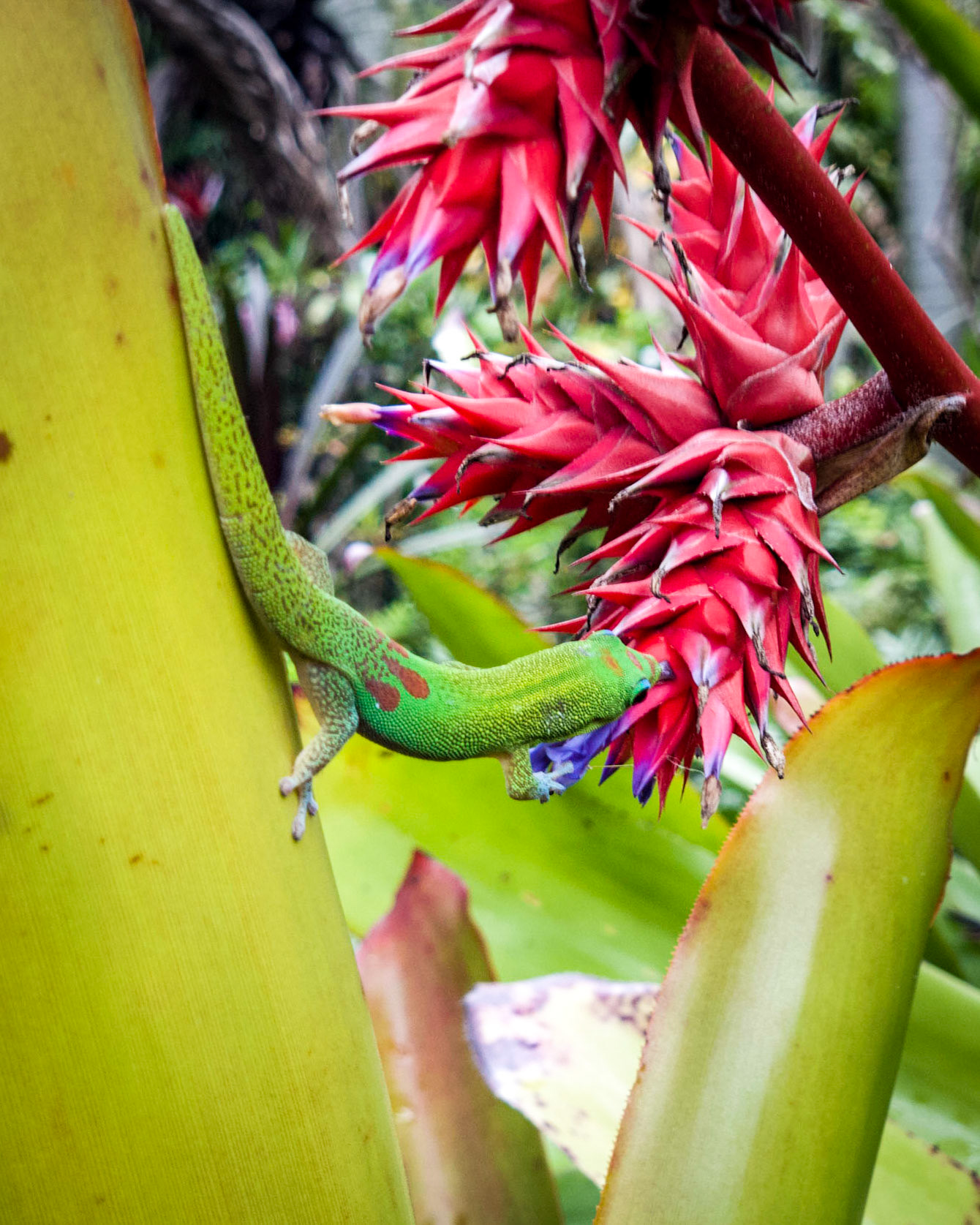 This has to be one of my favourite shots from our time in Kauaʻi. There was a whole family of gecko's in this plant.