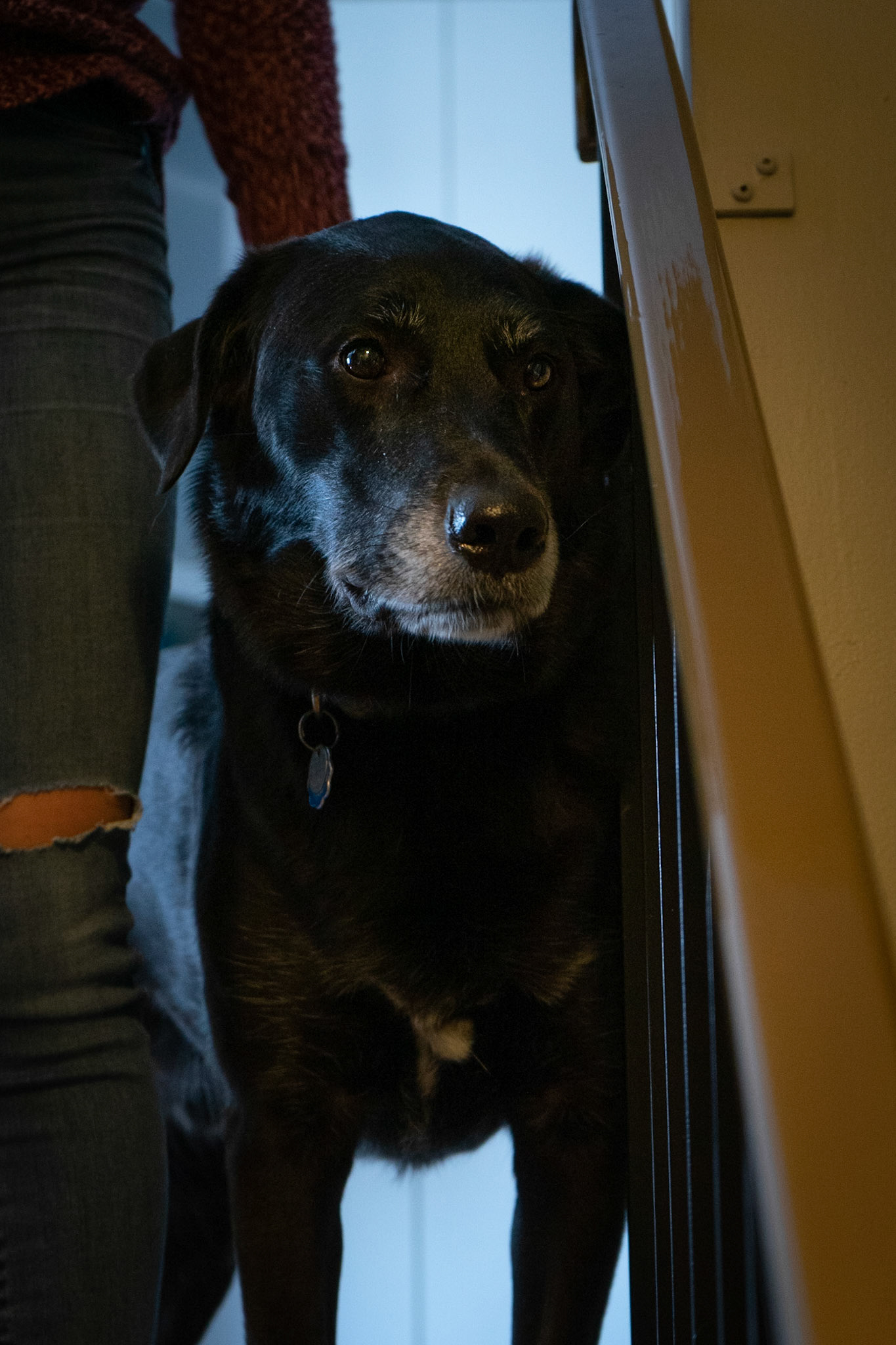 Meet Archer! He was a great host last time we were over to see him.