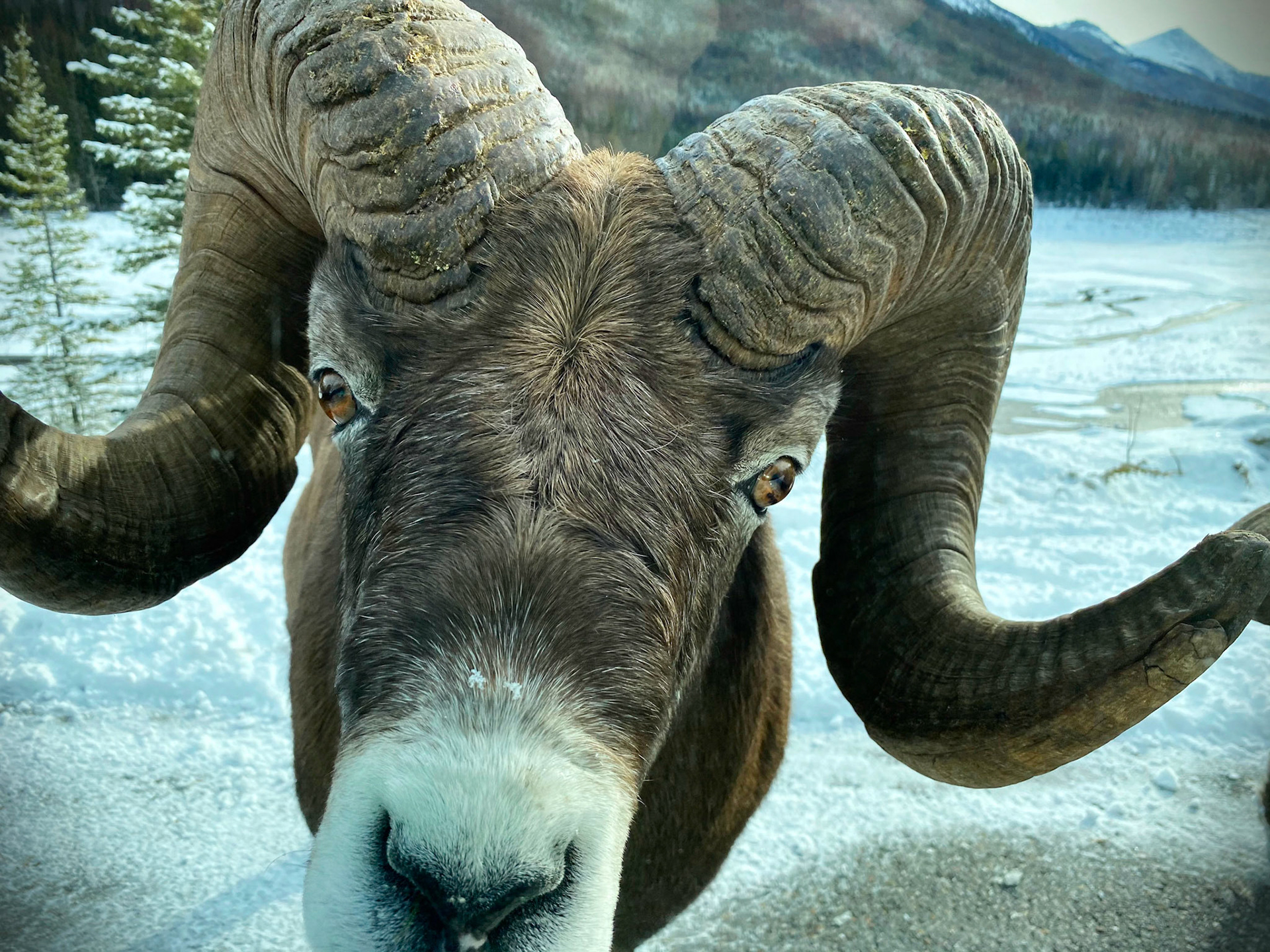 This Bighorn Sheep had a whole family with him. They came right up to our car and proceeded to block the road, lick our car clean of salt, and make it possible for us to be featured in every other tourists shots!