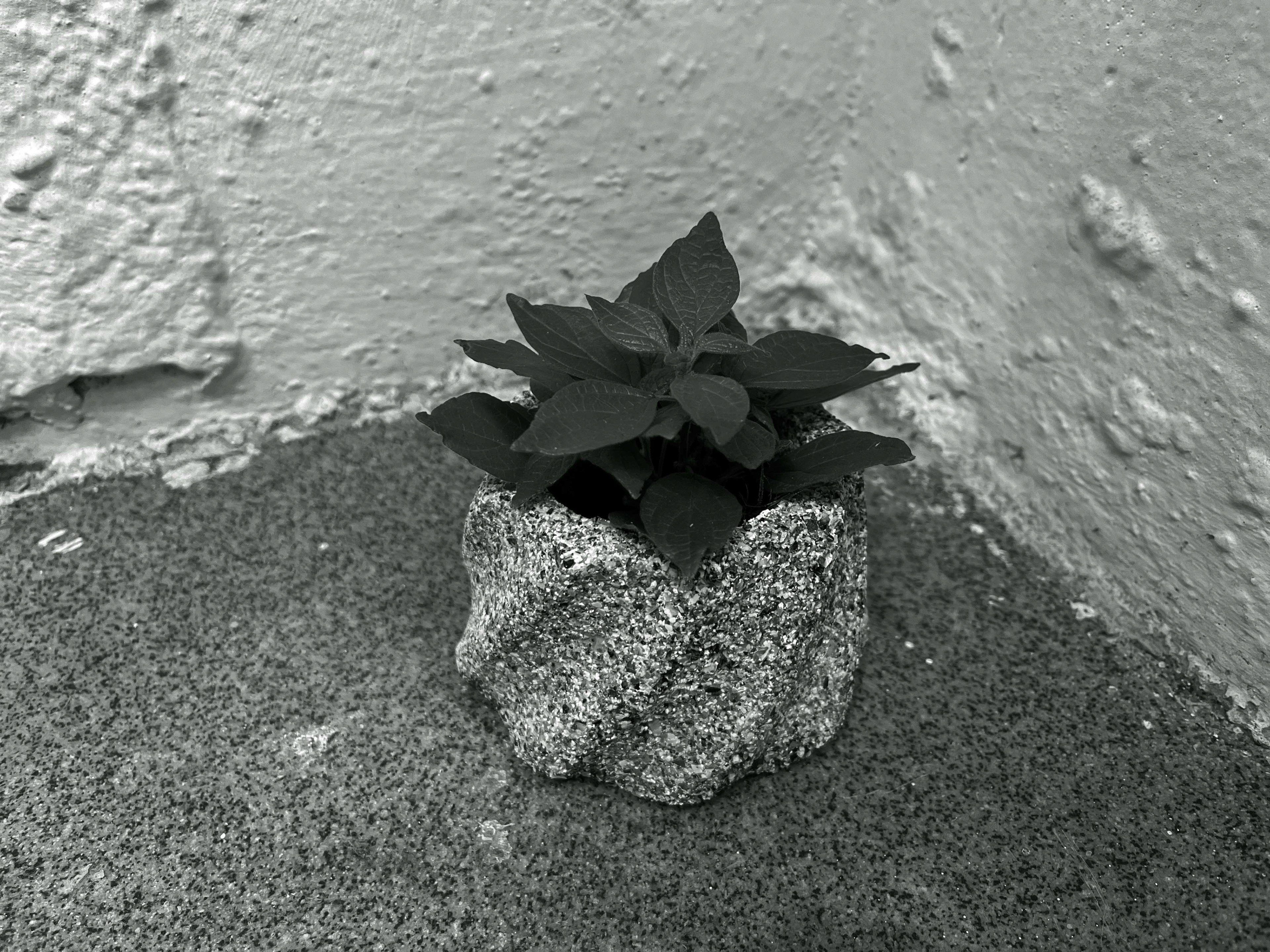 FLOWERPOT