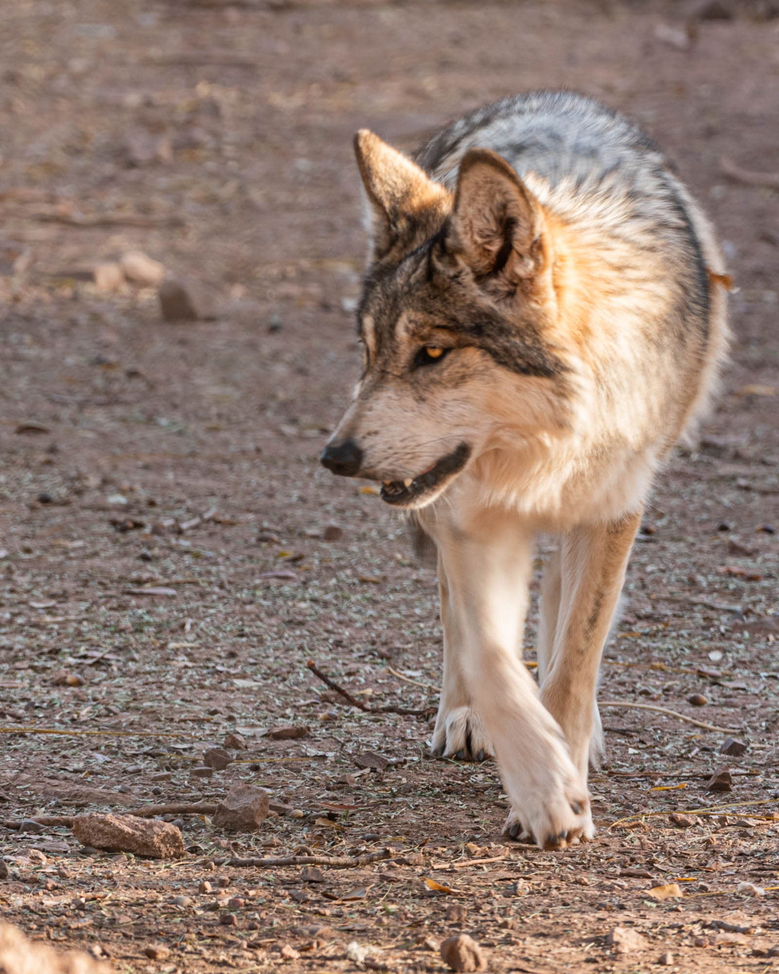 Mexican Wolf