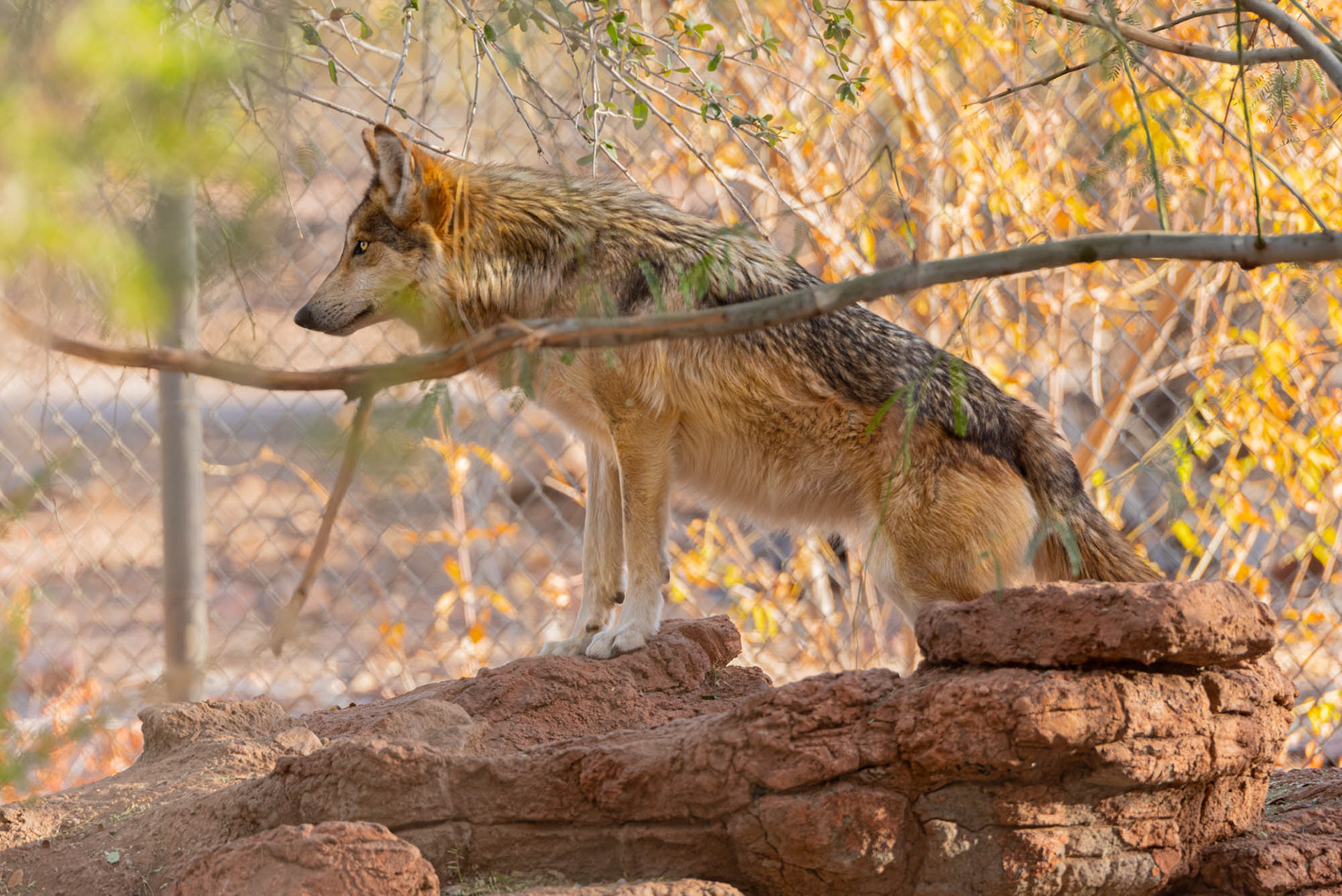 Mexican Wolf